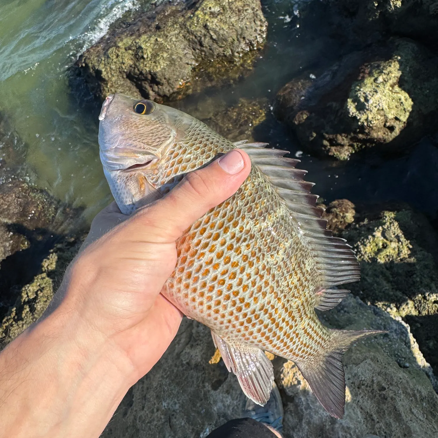 Mangrove snapper caught on Fishbrain