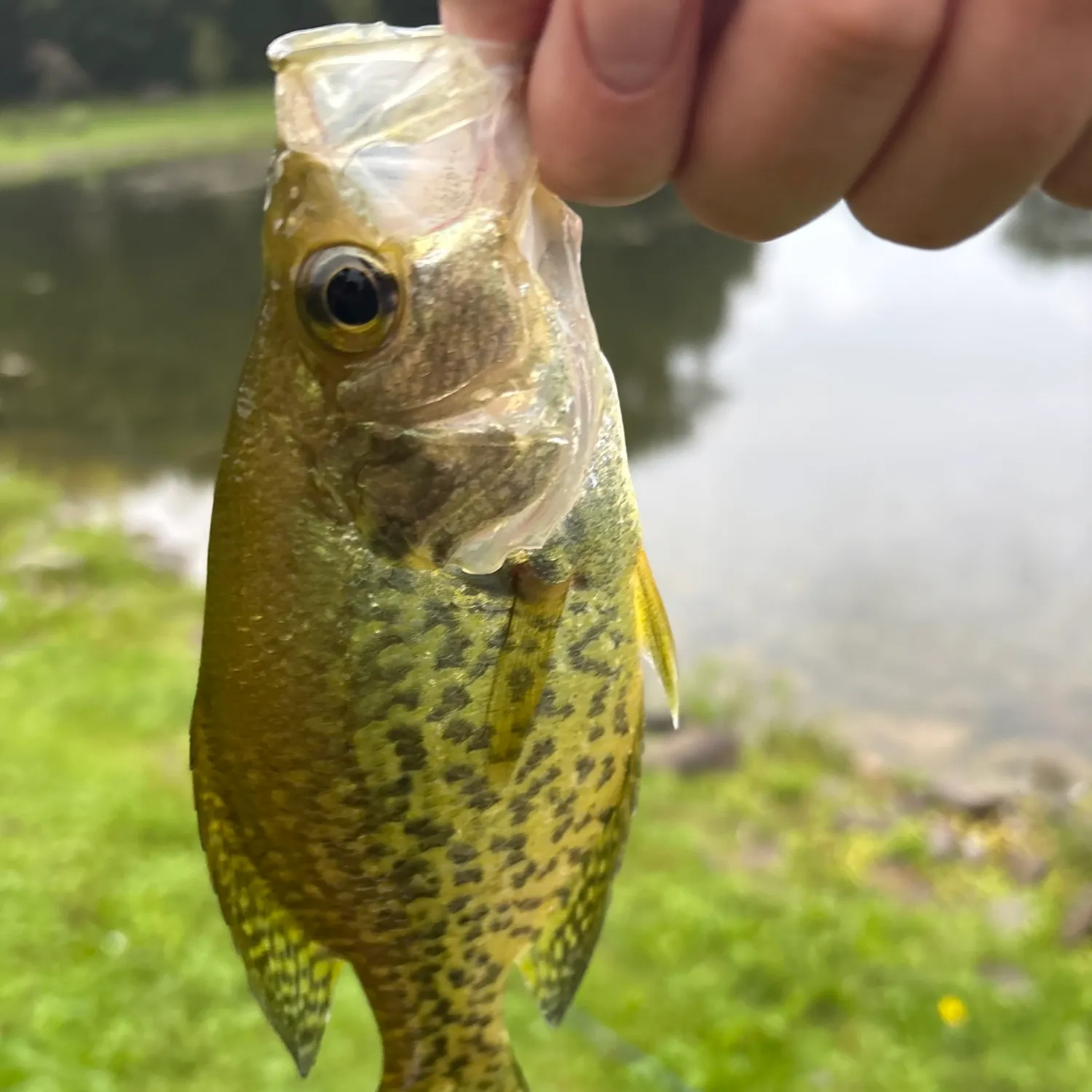Black crappie caught on Fishbrain