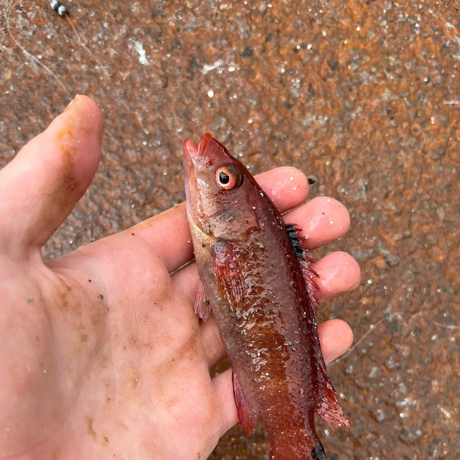 The most recent Goldsinny wrasse catches on Fishbrain