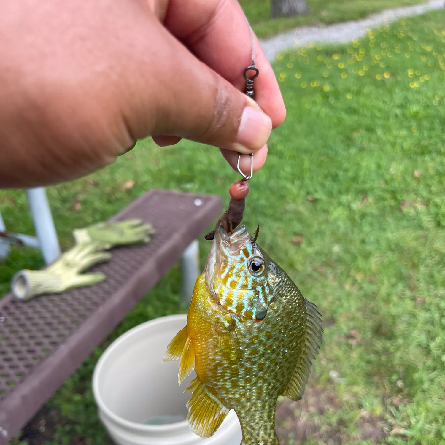 Pumpkinseed caught on Fishbrain