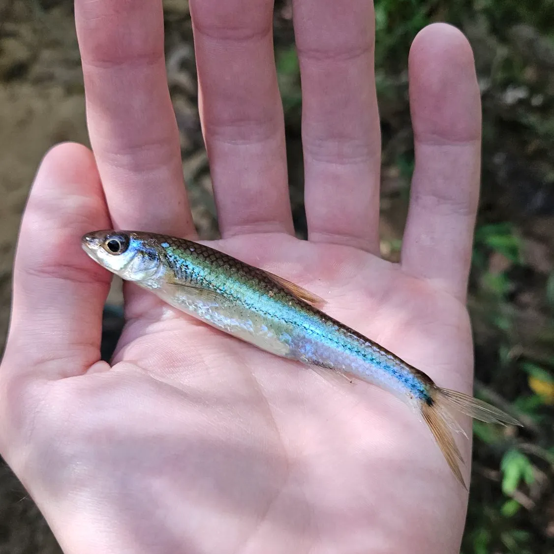 The most recent Spottail shiner catches on Fishbrain