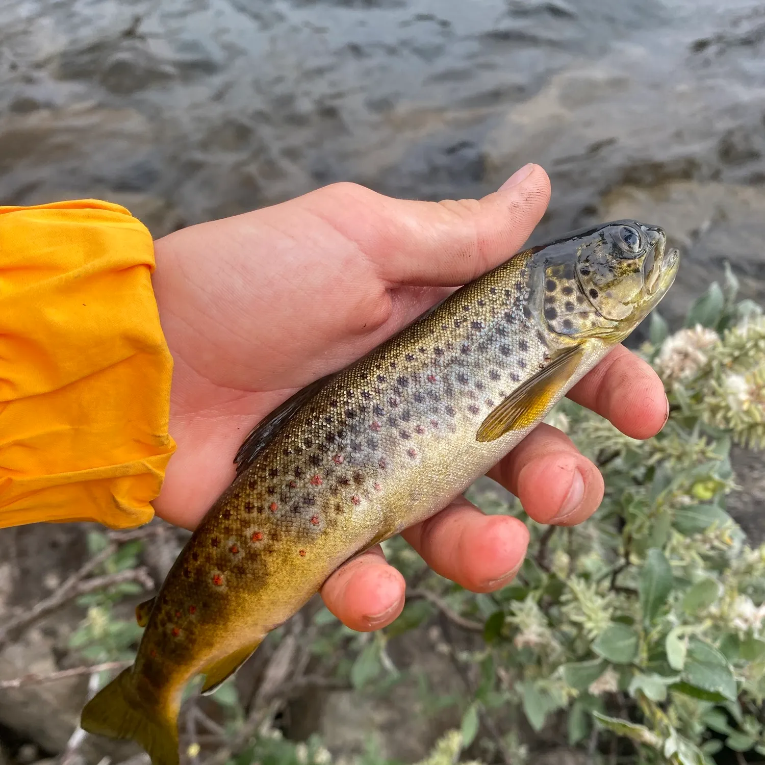 Lake trout caught on Fishbrain