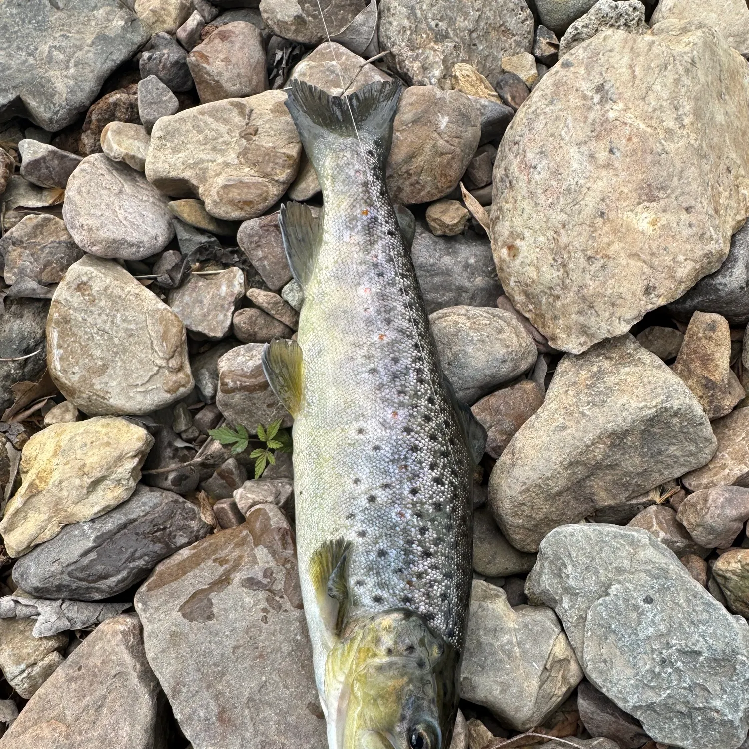 Rainbow trout caught on Fishbrain