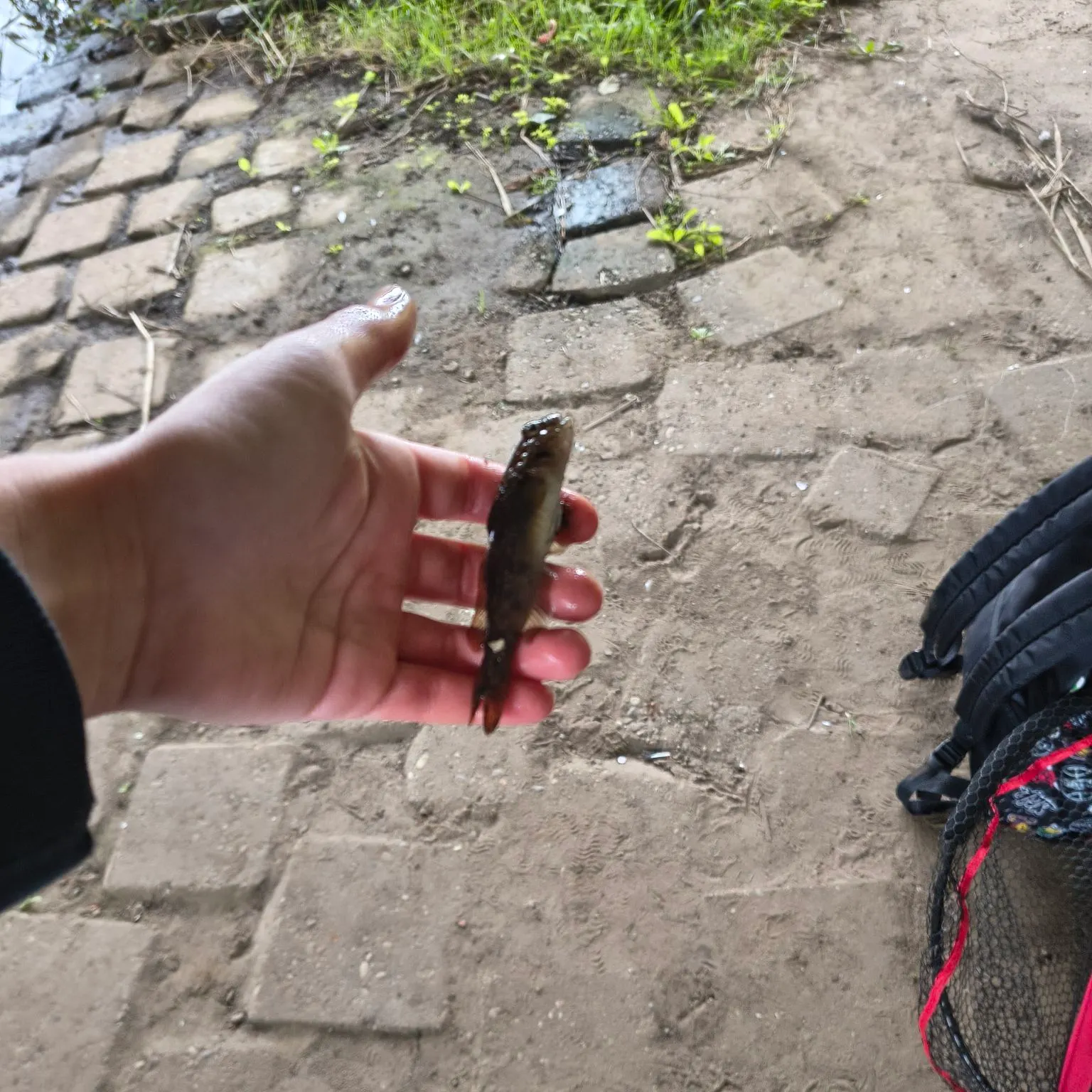 Round goby caught on Fishbrain