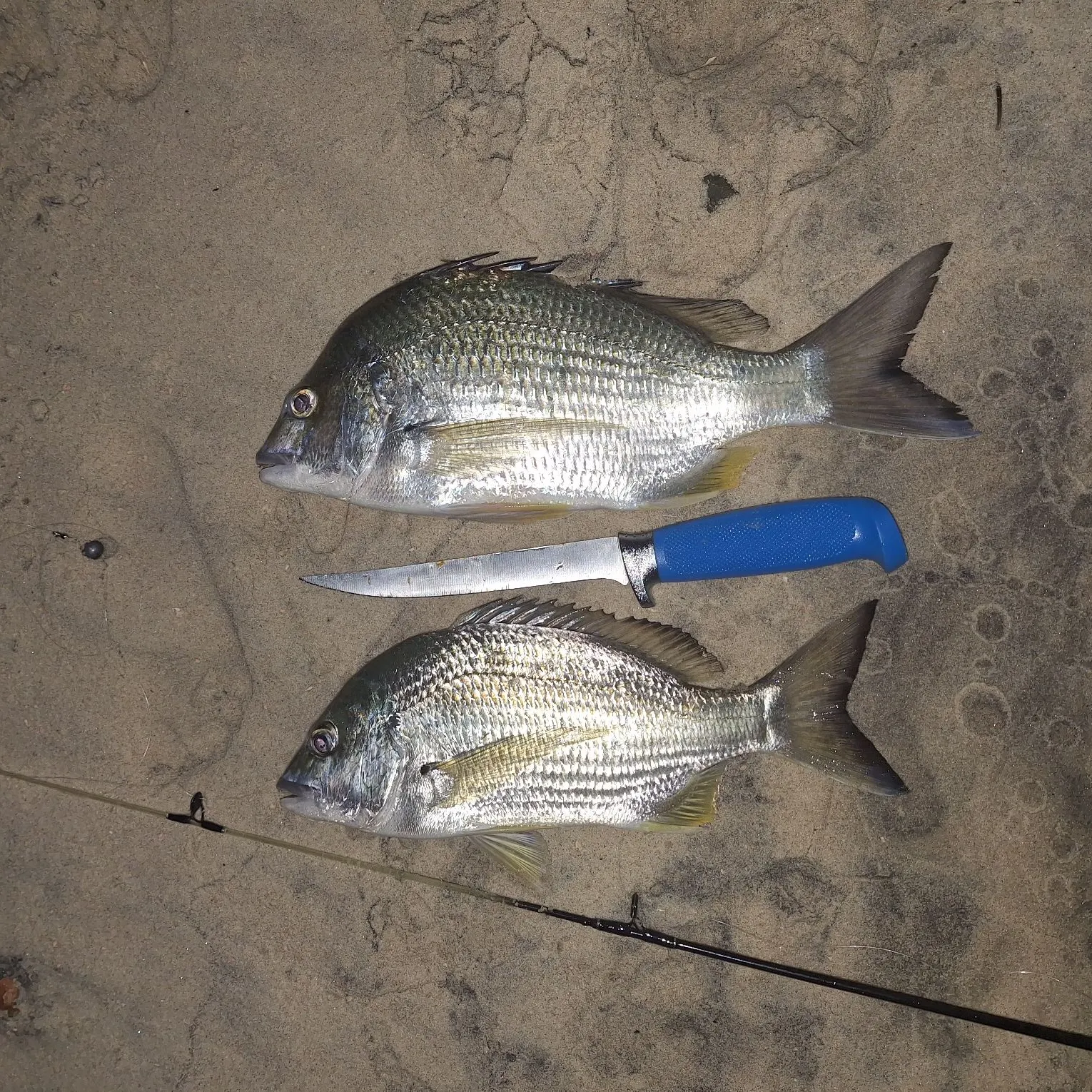 recently logged catches