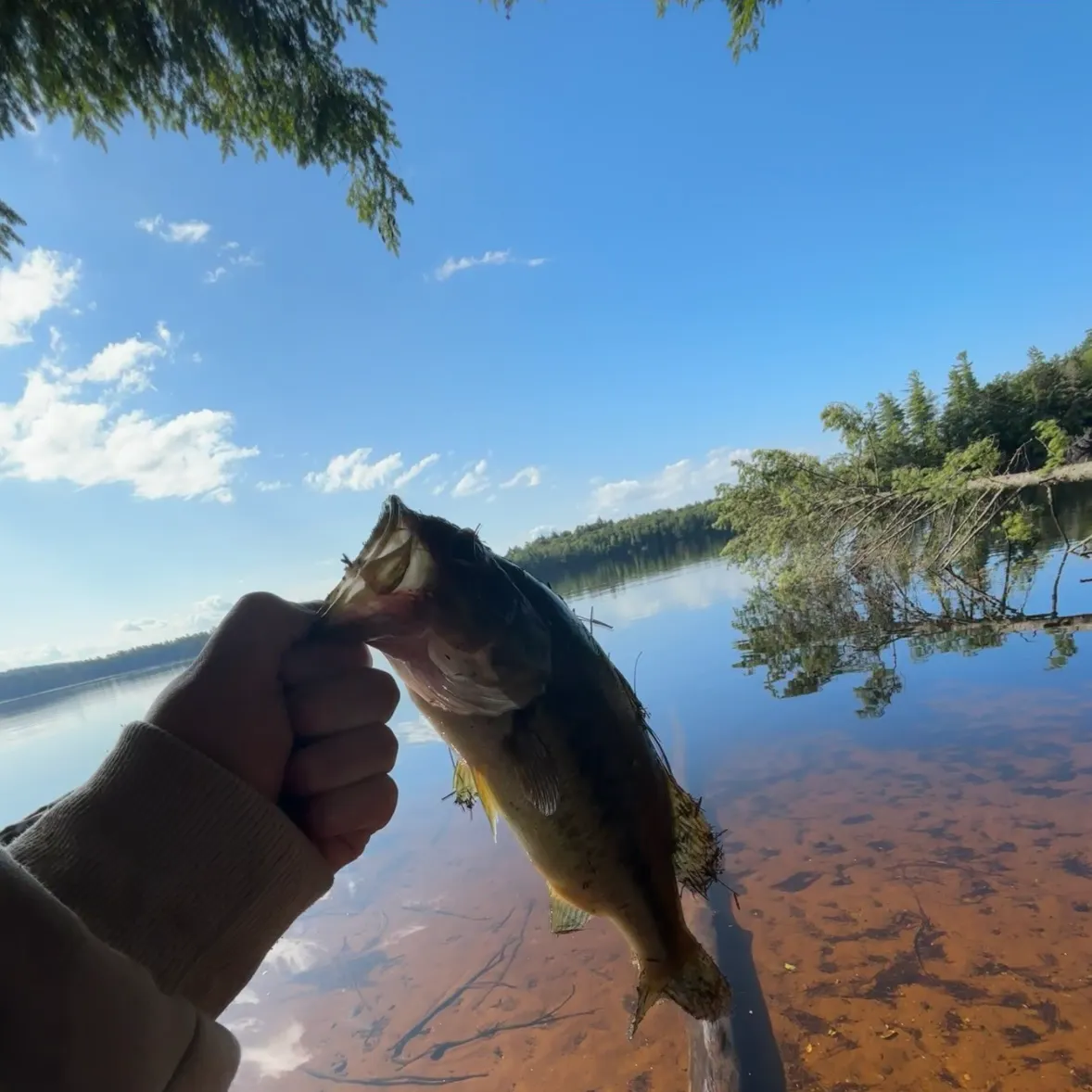 Smallmouth bass caught on Fishbrain