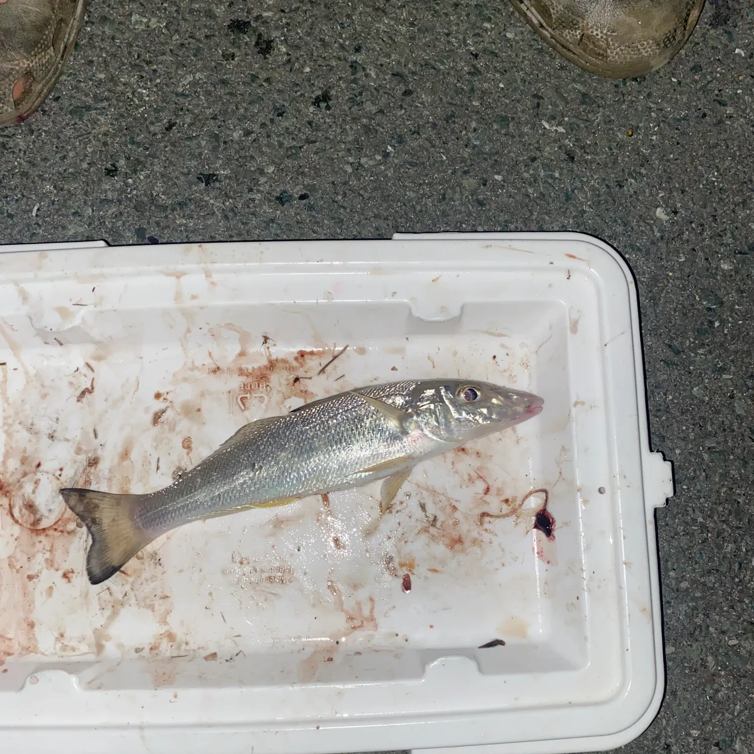 The most recent Sand sillago catches on Fishbrain