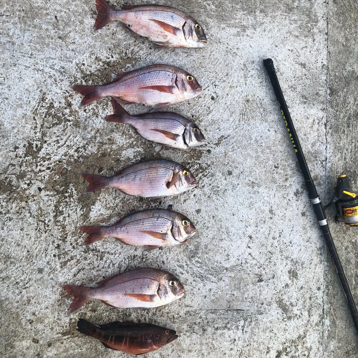 recently logged catches