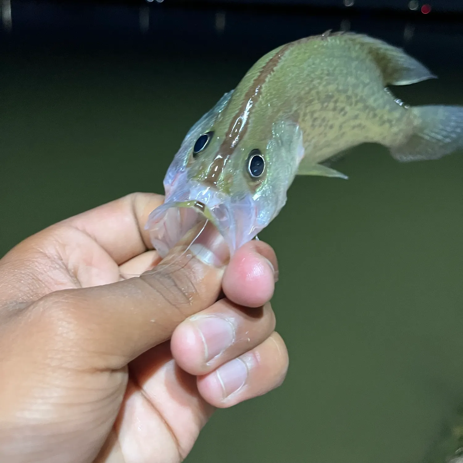 The most recent Magnolia crappie catches on Fishbrain