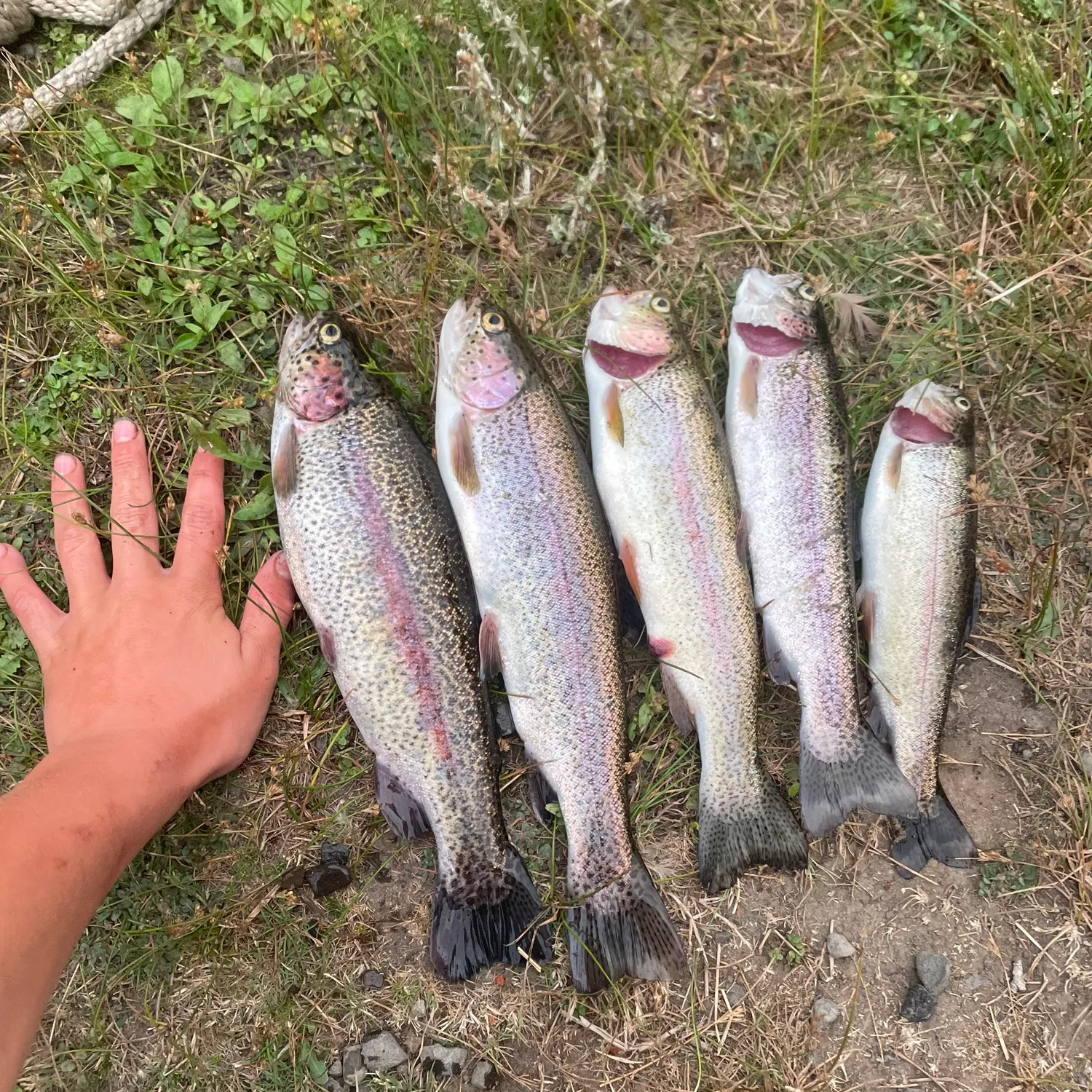 recently logged catches