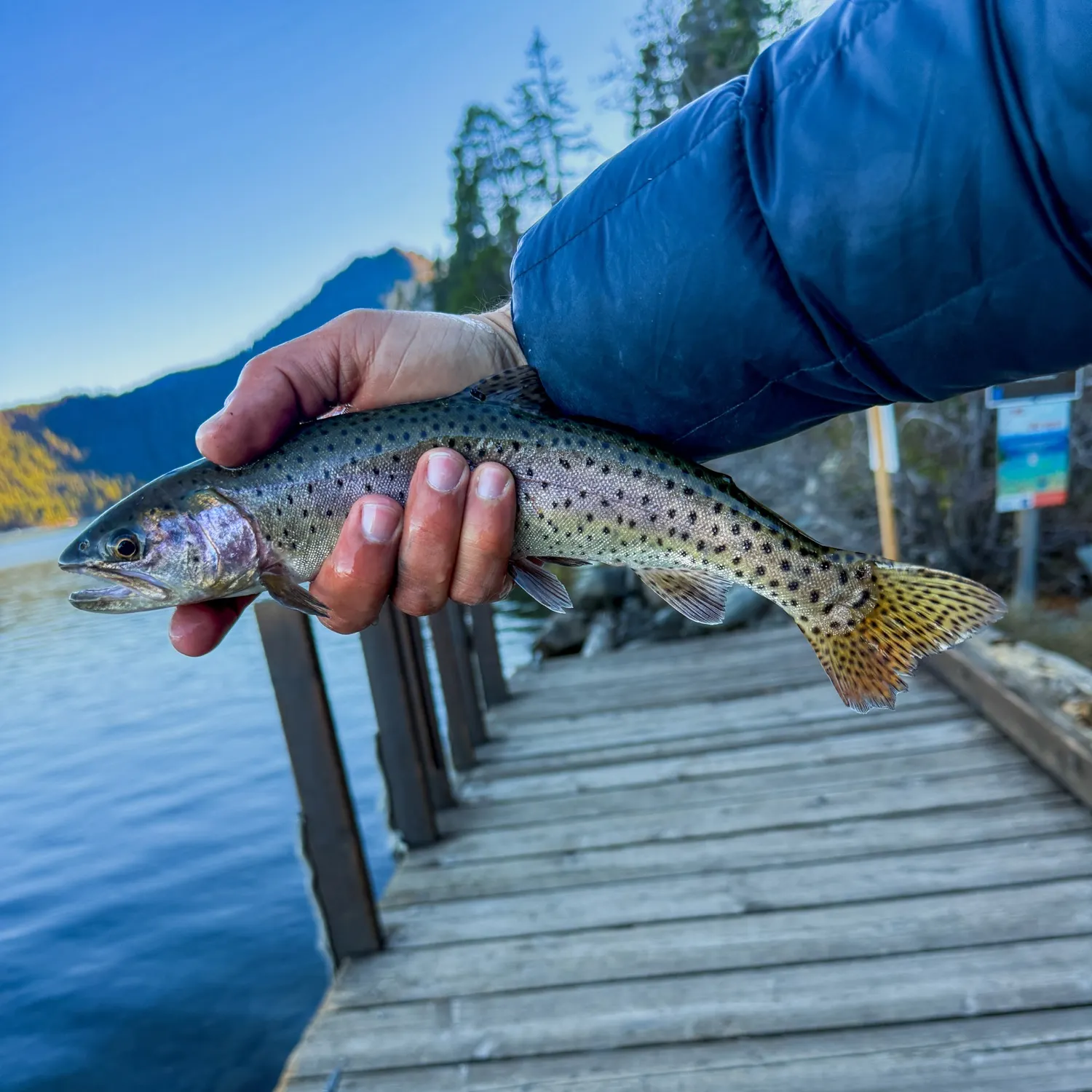 Lahontan cutthroat trout caught on Fishbrain