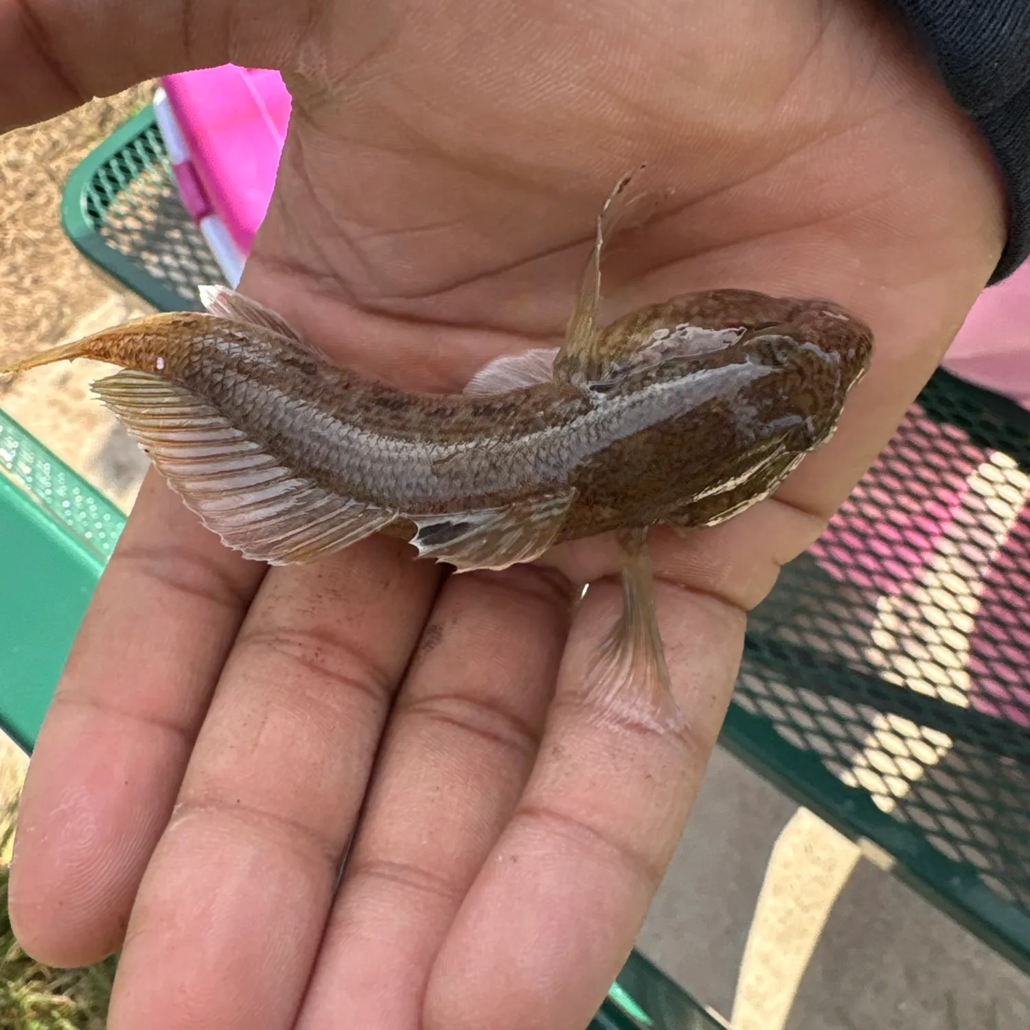 Round goby caught on Fishbrain