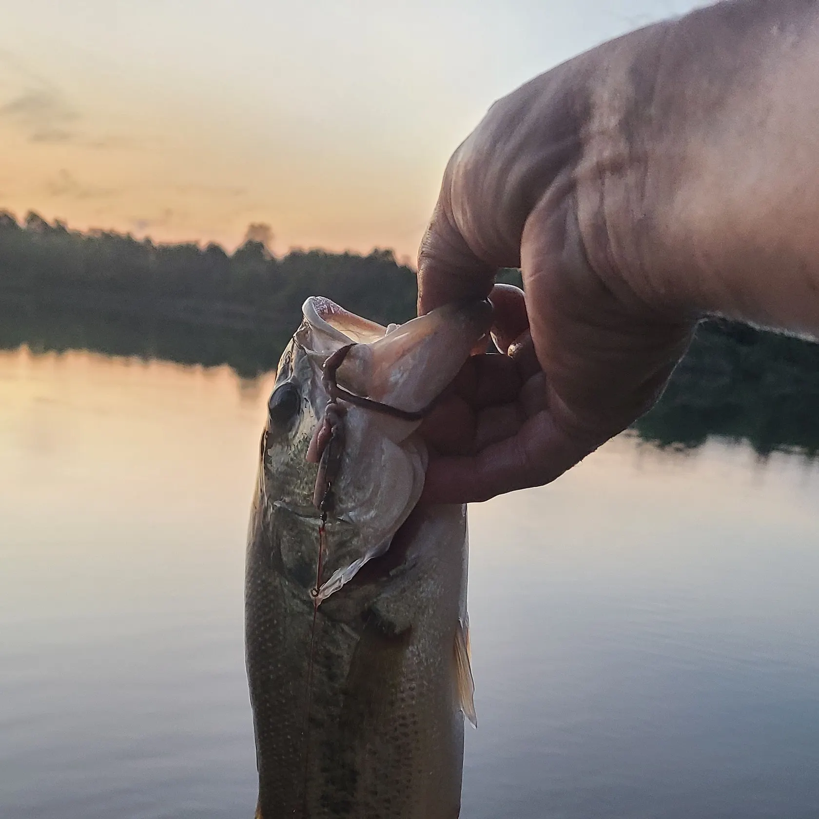 Largemouth bass caught on Fishbrain