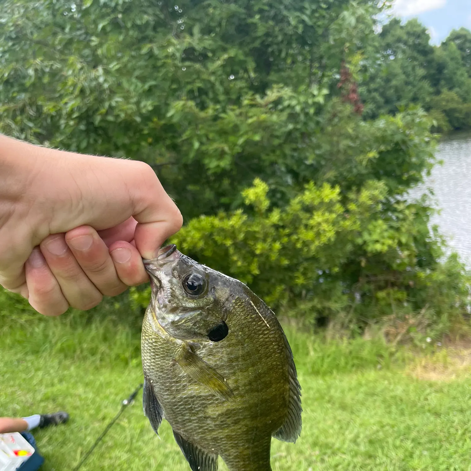 The most recent Redear x bluegill catches on Fishbrain