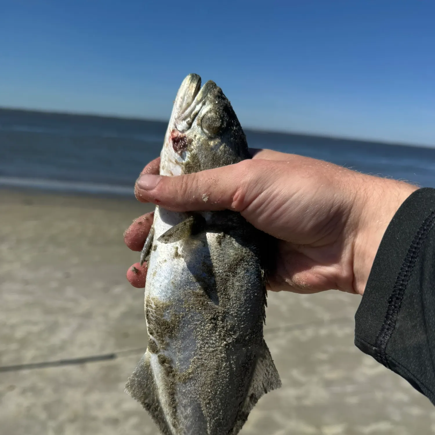 Bluefish caught on Fishbrain