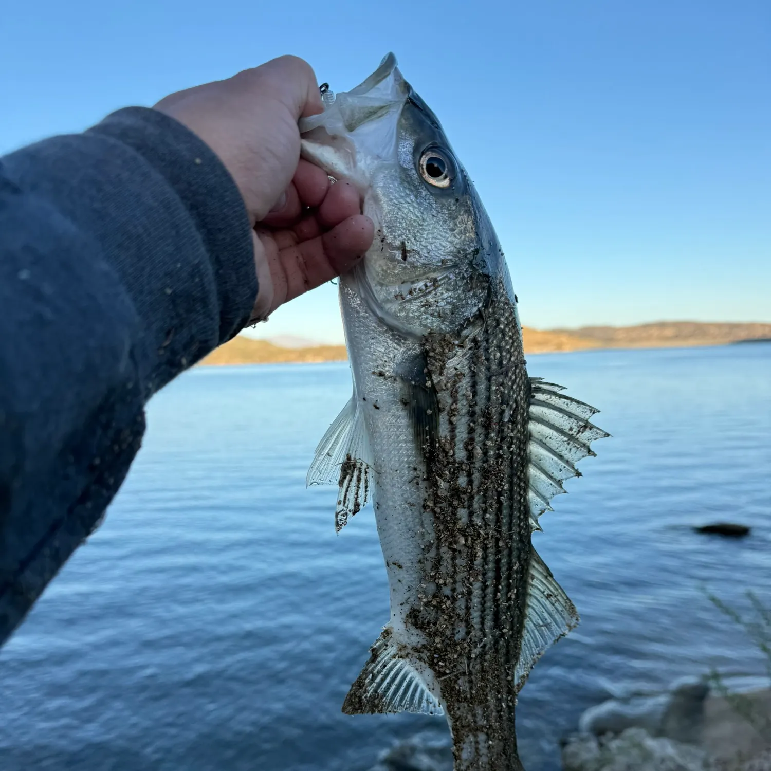 Striped bass caught on Fishbrain