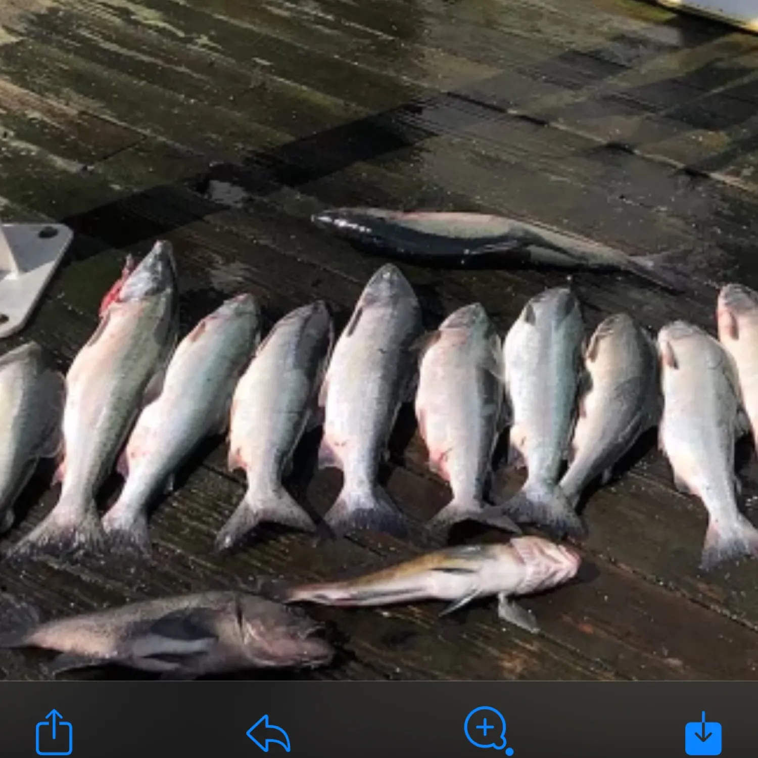 recently logged catches