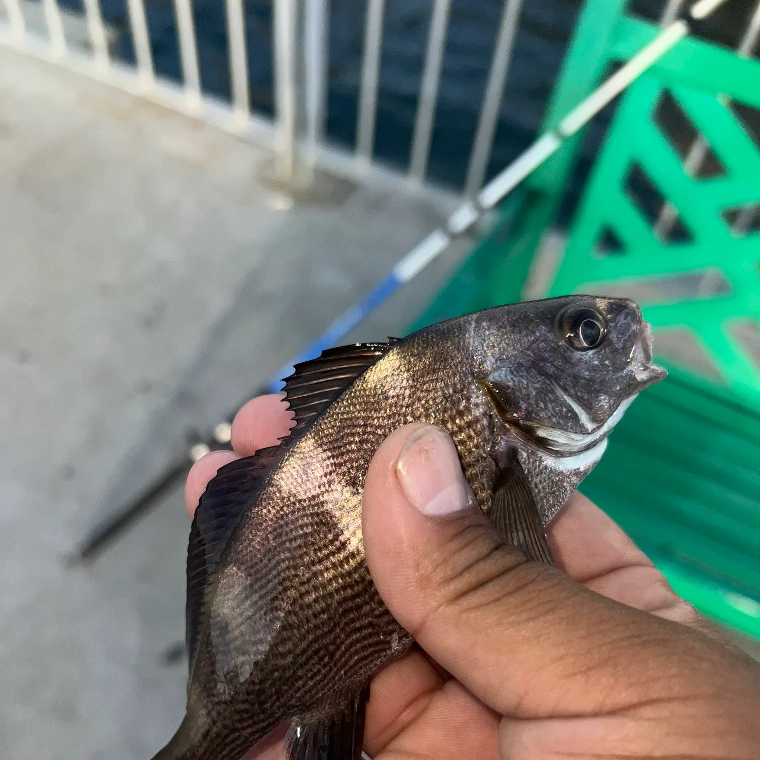 The most recent Black croaker catches on Fishbrain