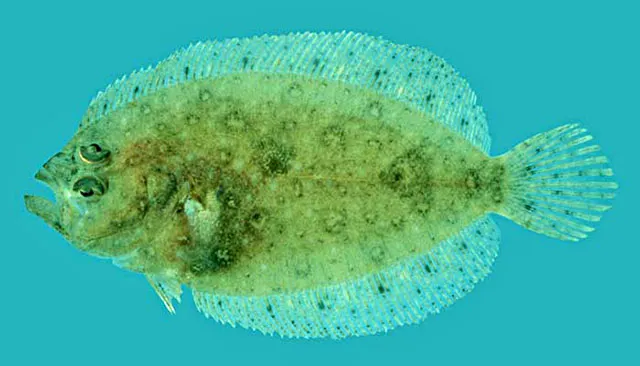 Ragged flounder