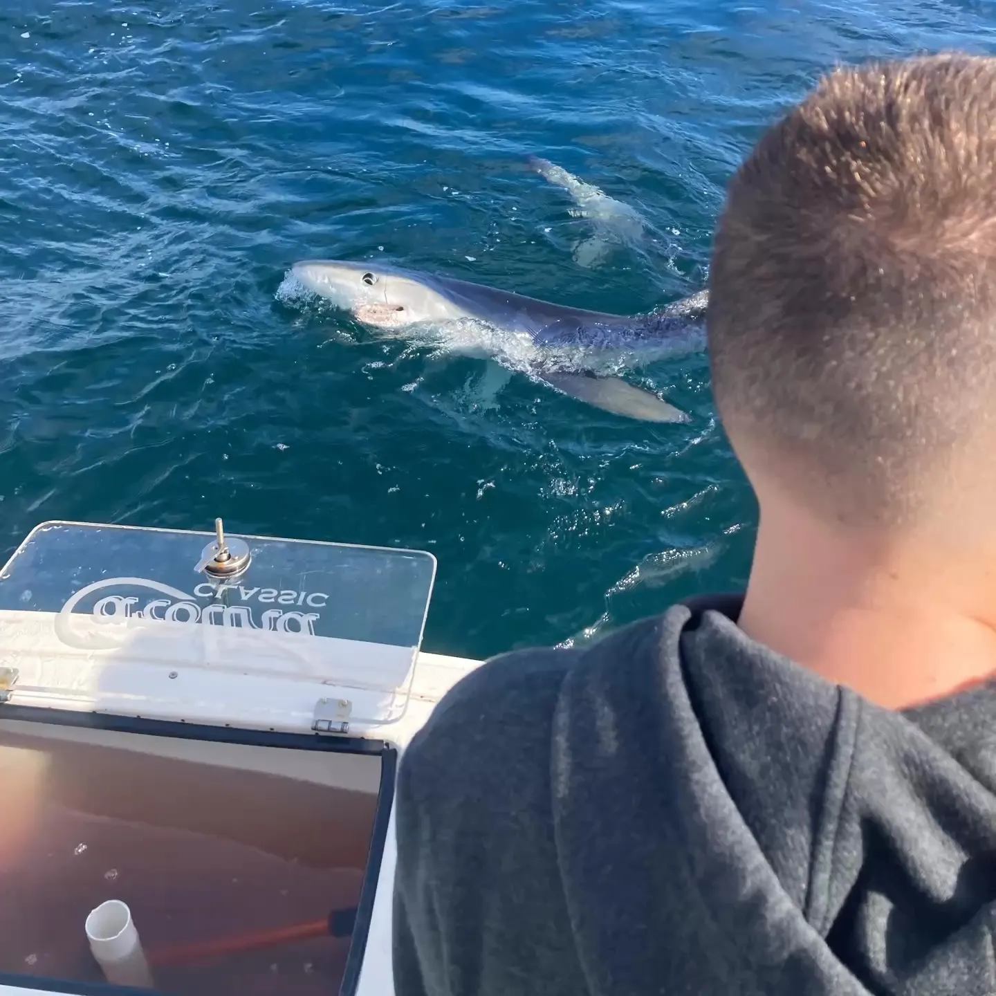 The most recent Blue shark catches on Fishbrain