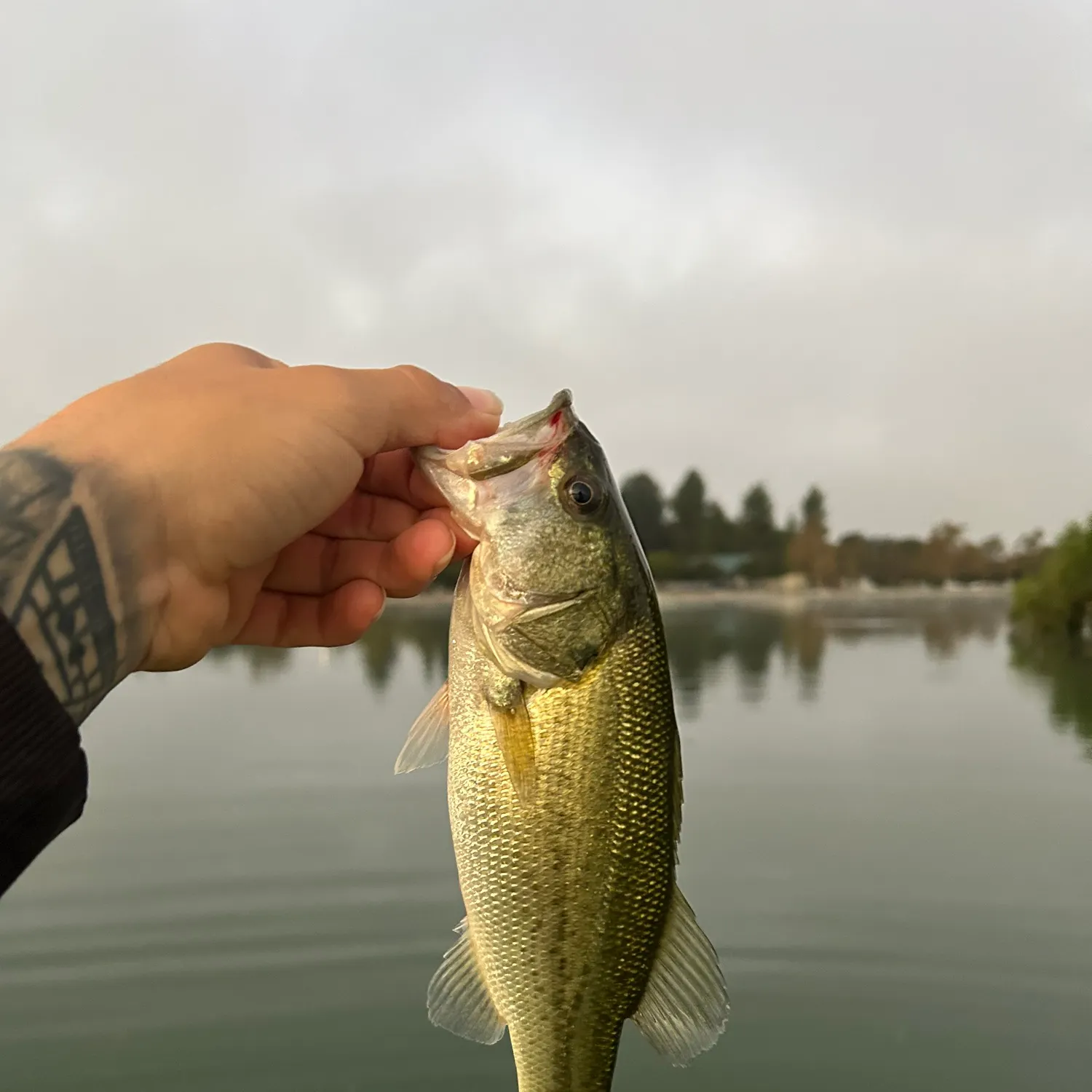 Largemouth bass caught on Fishbrain