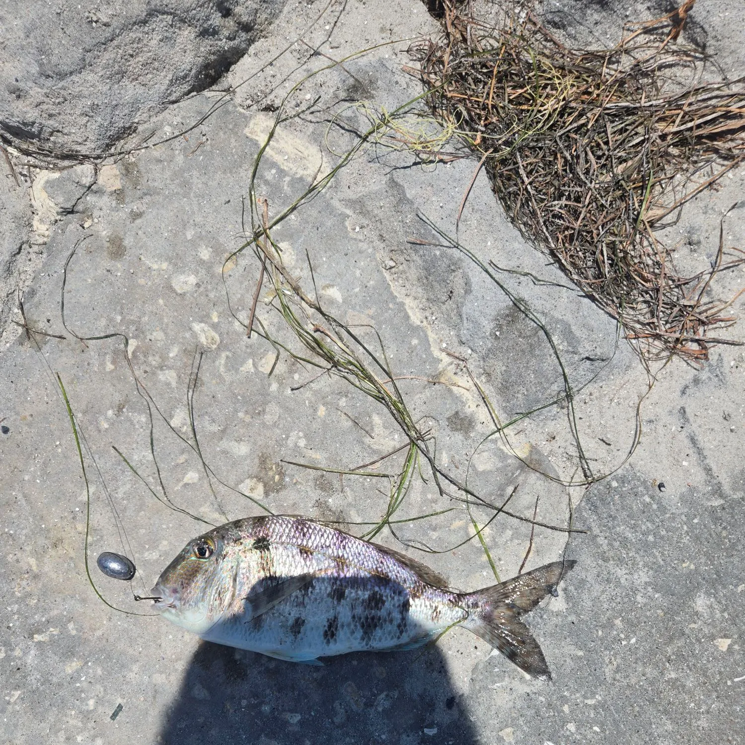 Black drum caught on Fishbrain