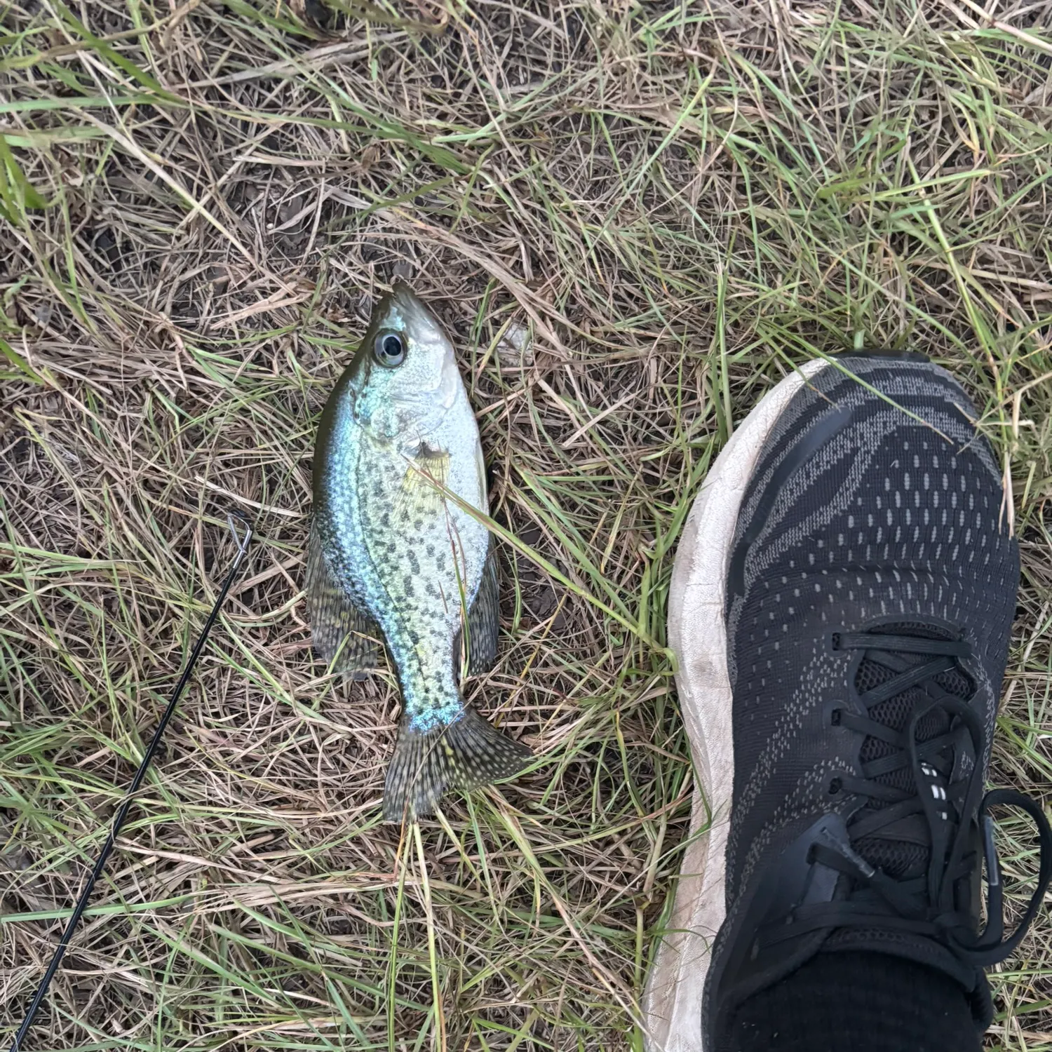 Black crappie caught on Fishbrain