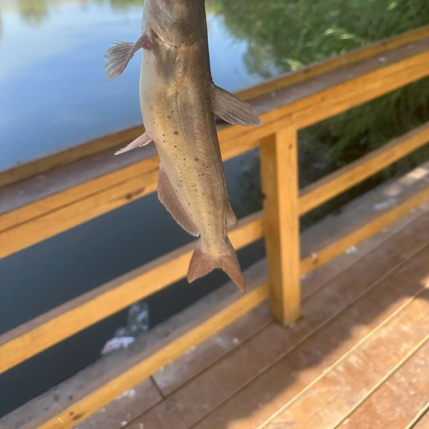 Channel catfish caught on Fishbrain