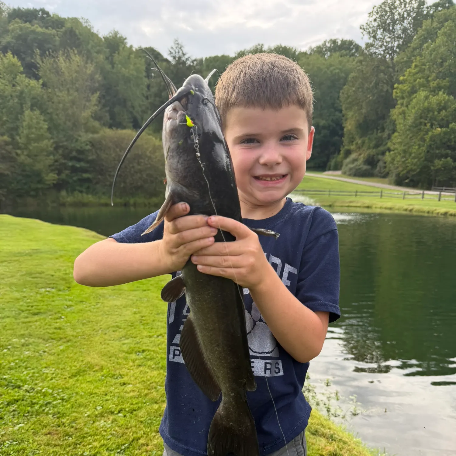 Channel catfish caught on Fishbrain