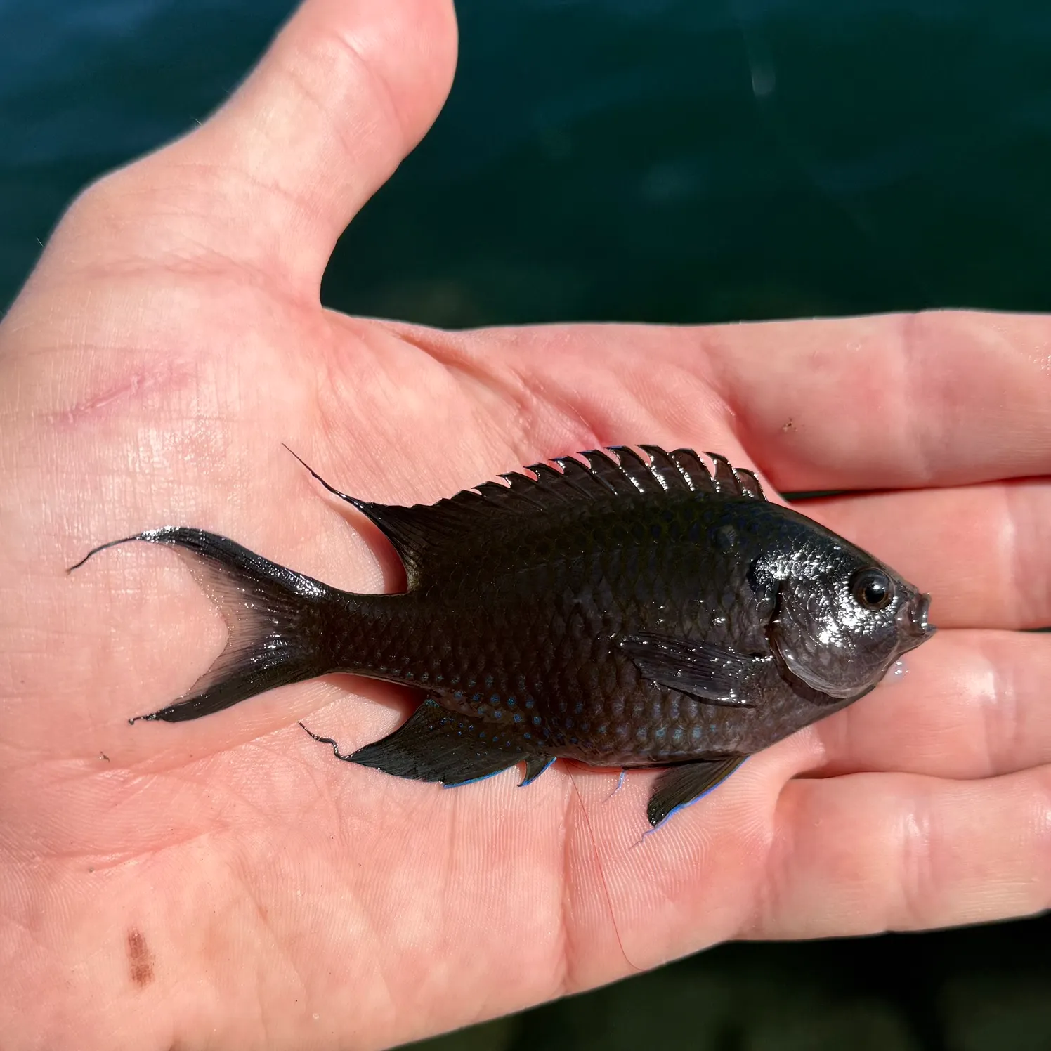 The most recent Regal demoiselle catches on Fishbrain