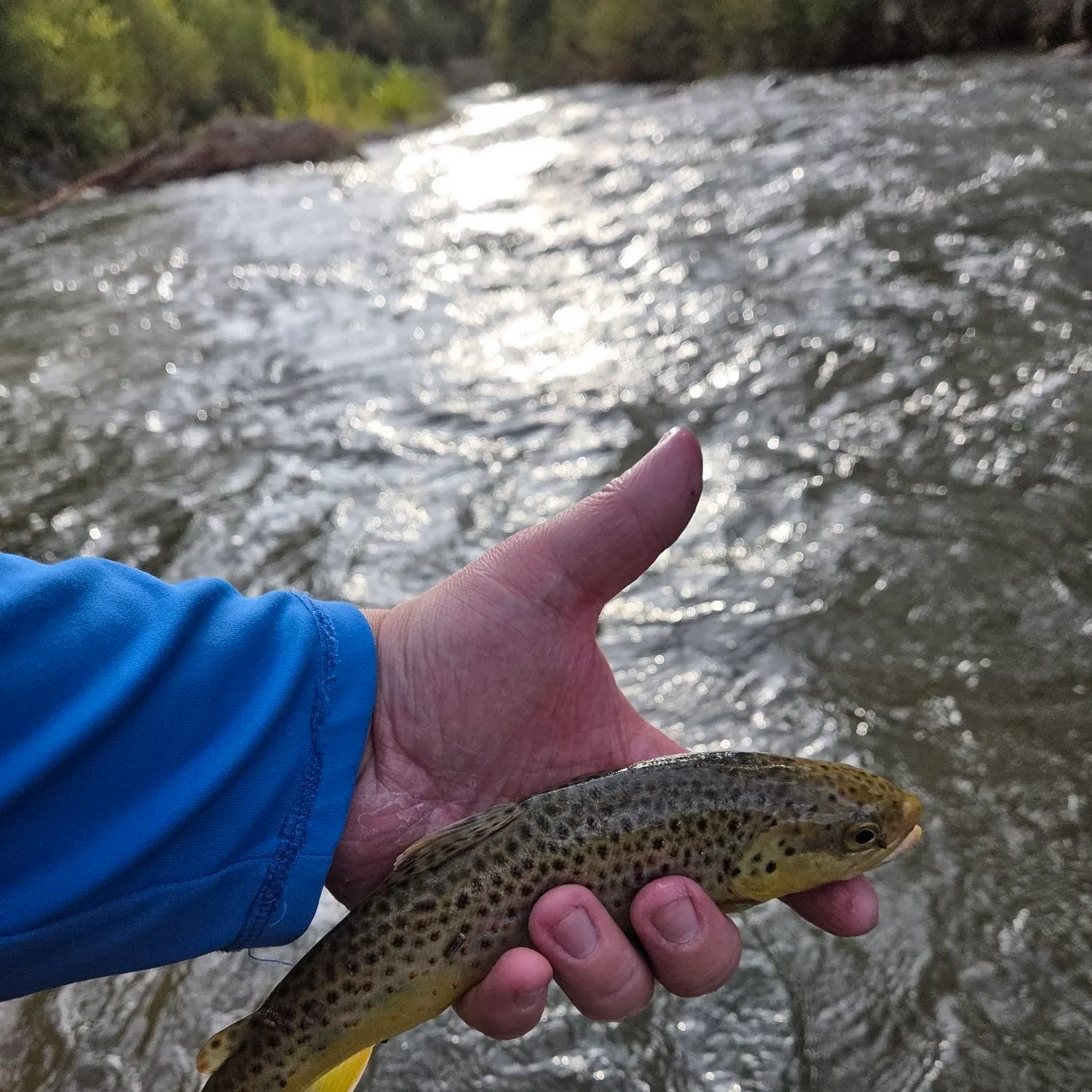 Brown trout caught on Fishbrain