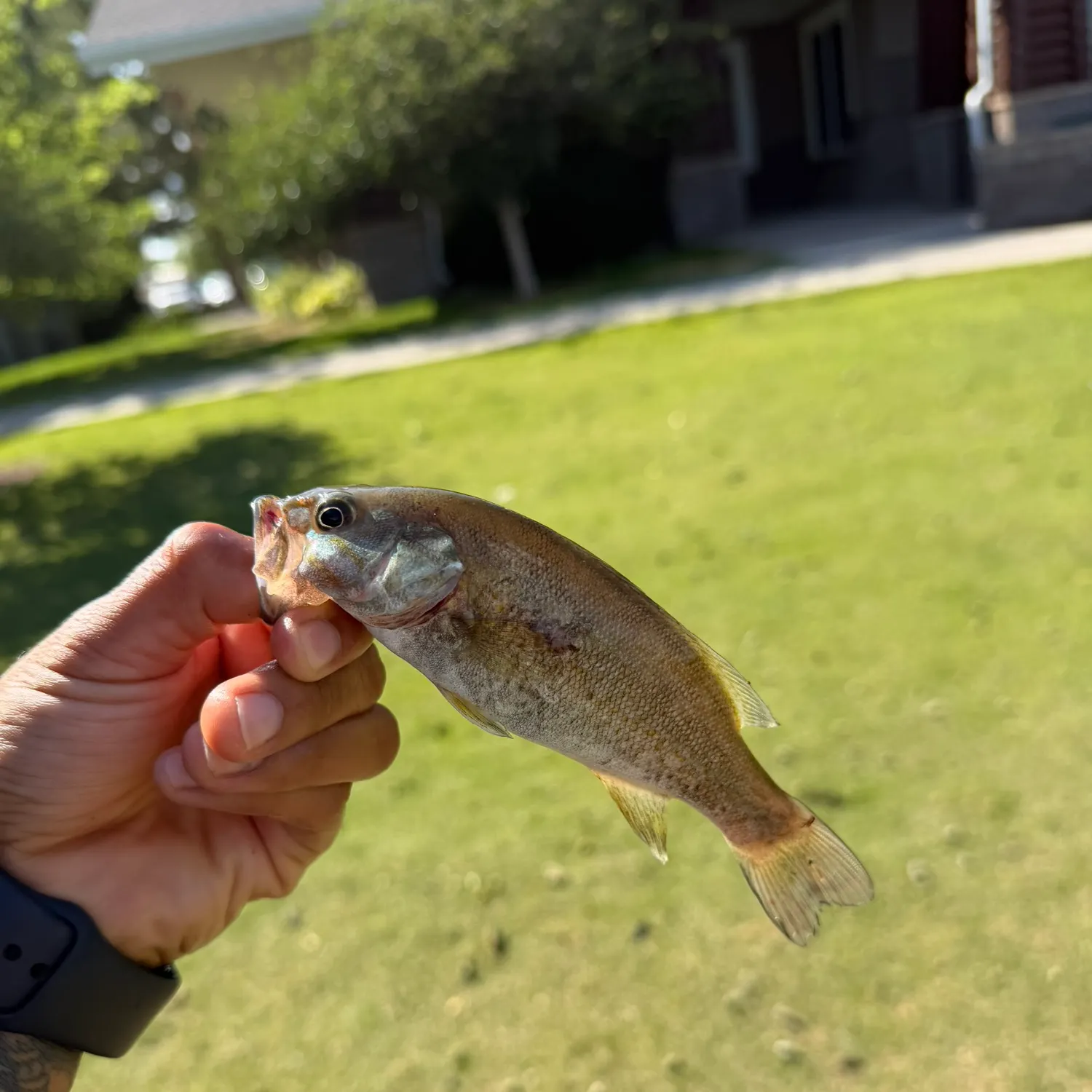 catch