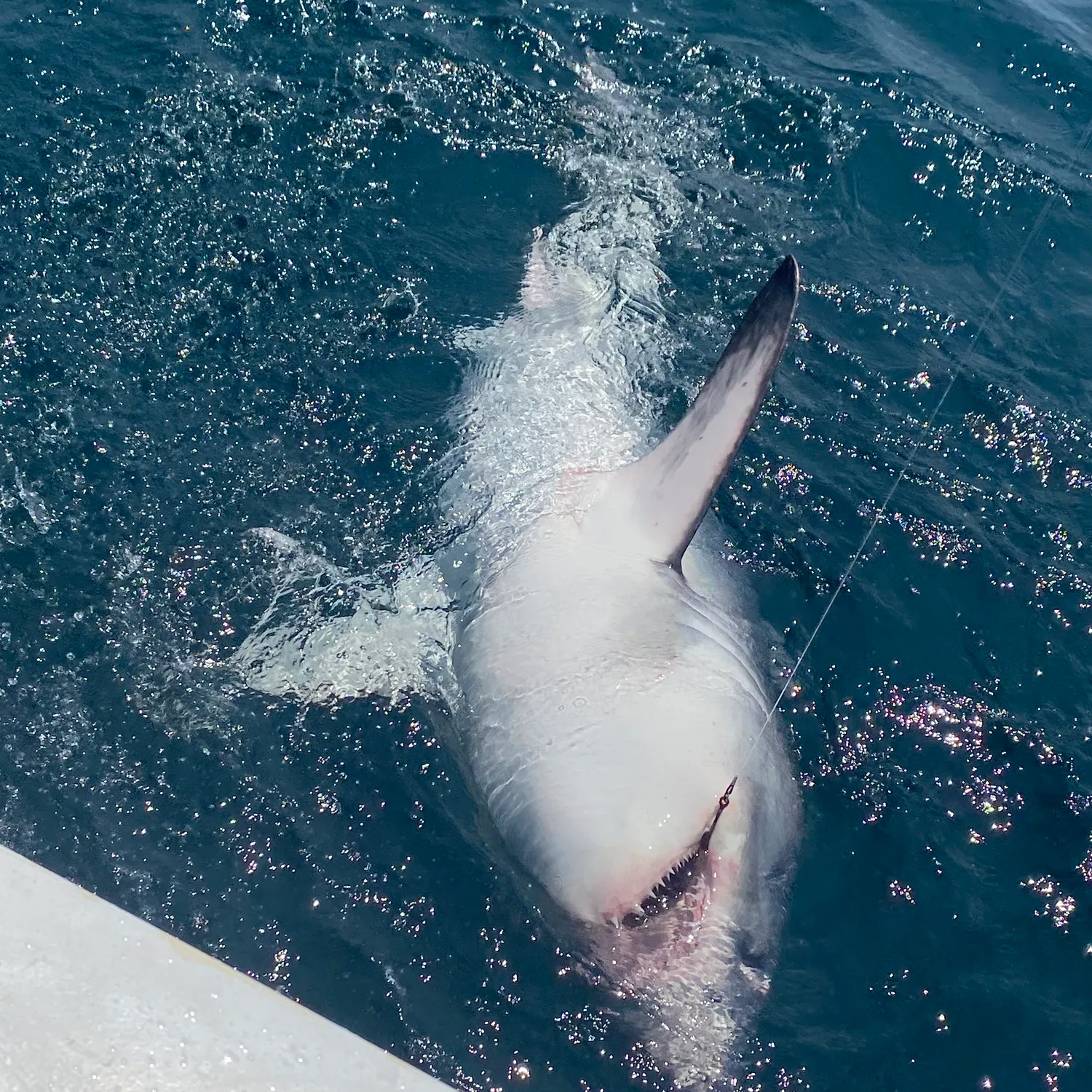 The most recent Blue shark catches on Fishbrain