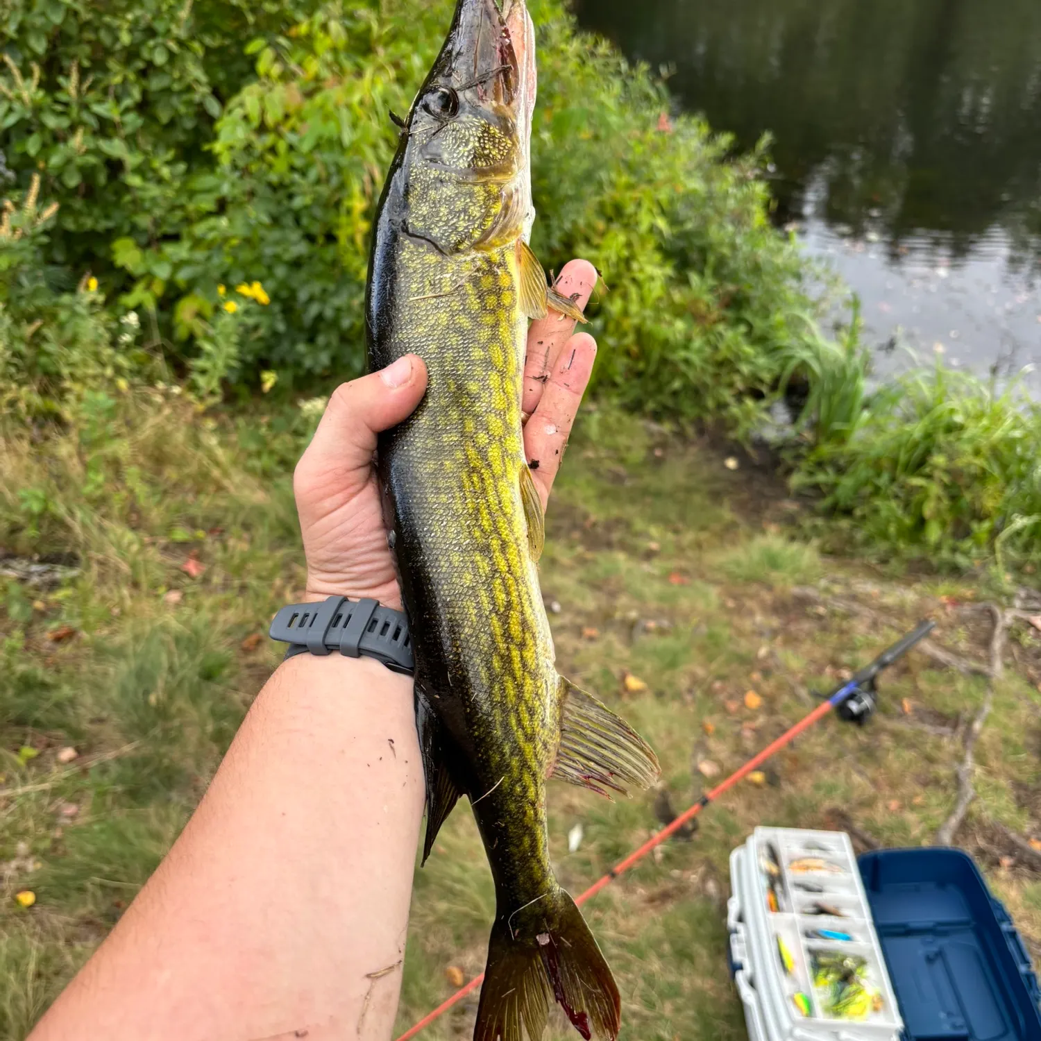 Chain pickerel caught on Fishbrain