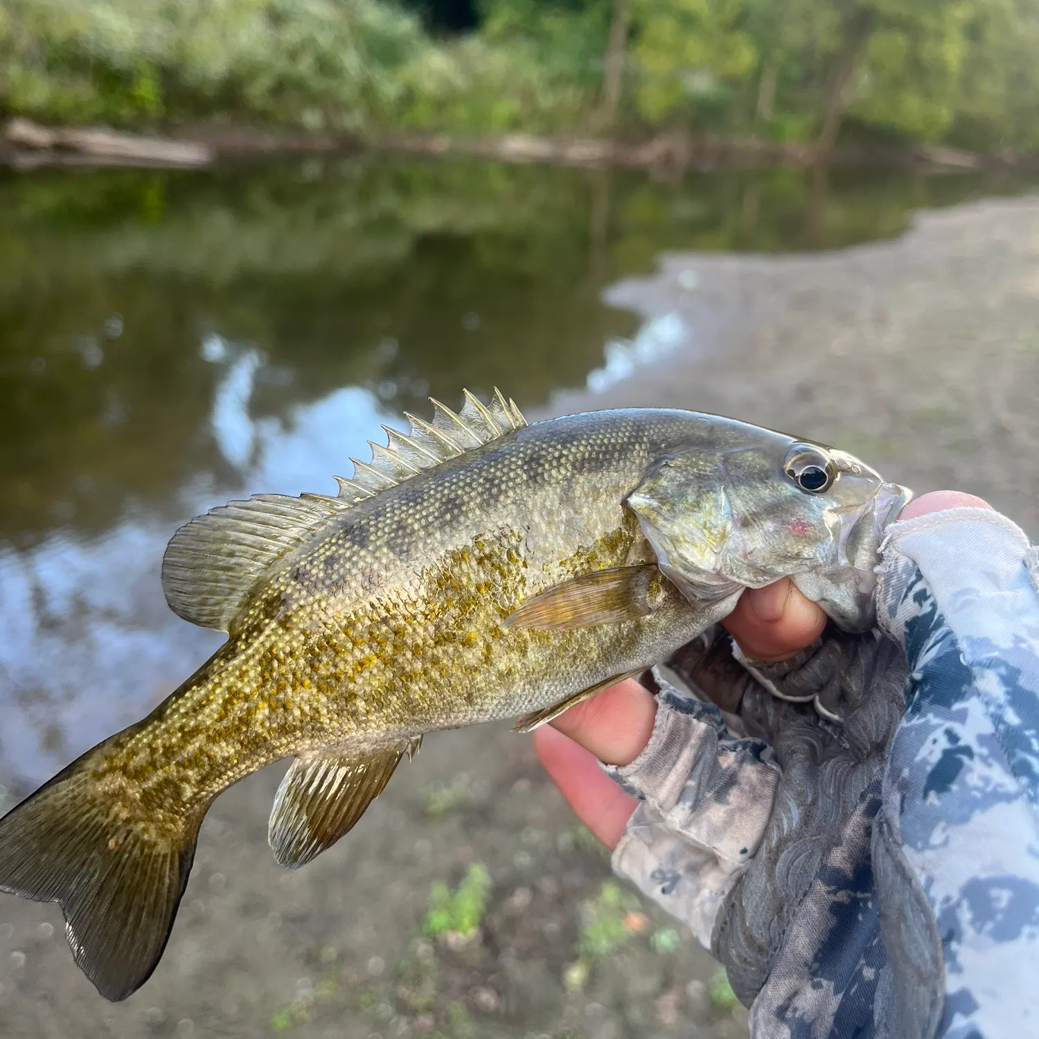 Smallmouth bass caught on Fishbrain