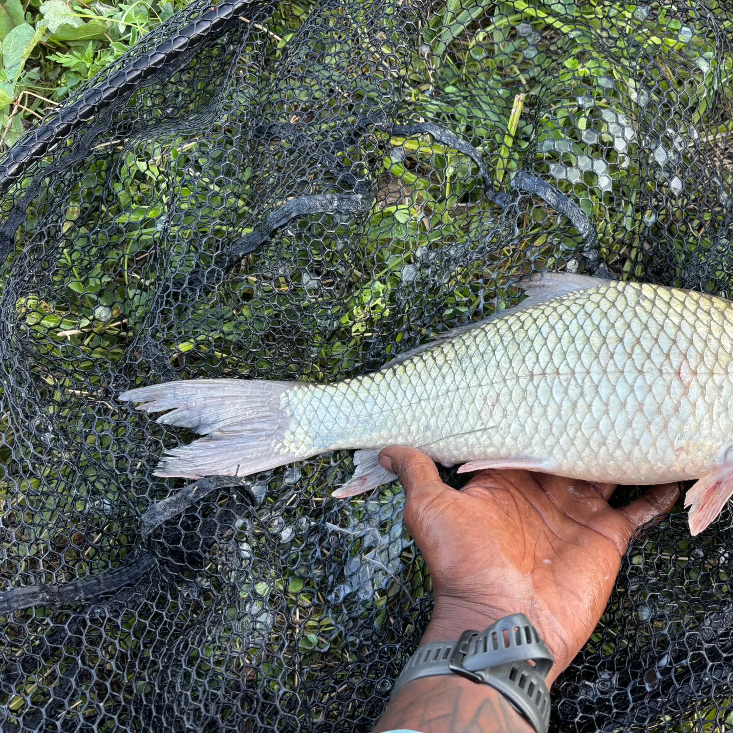 catch