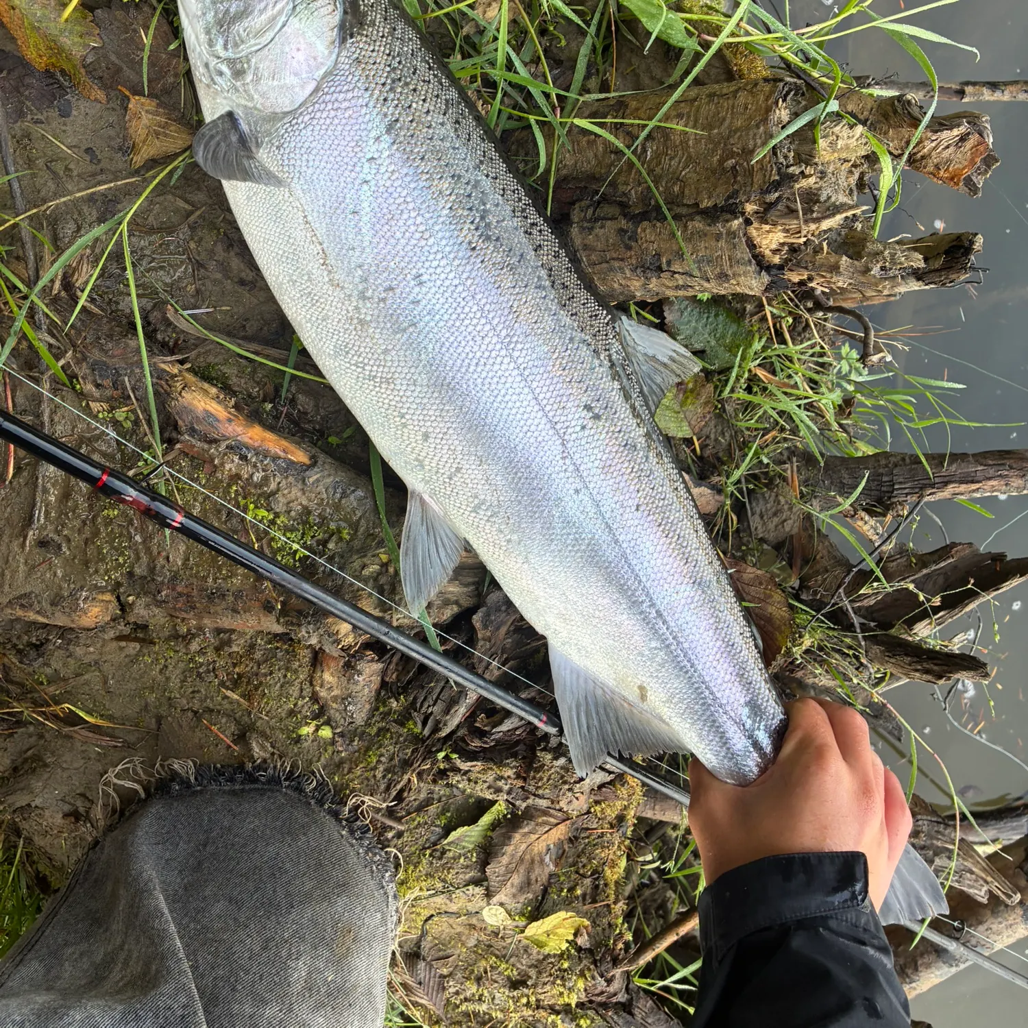 Coho salmon caught on Fishbrain