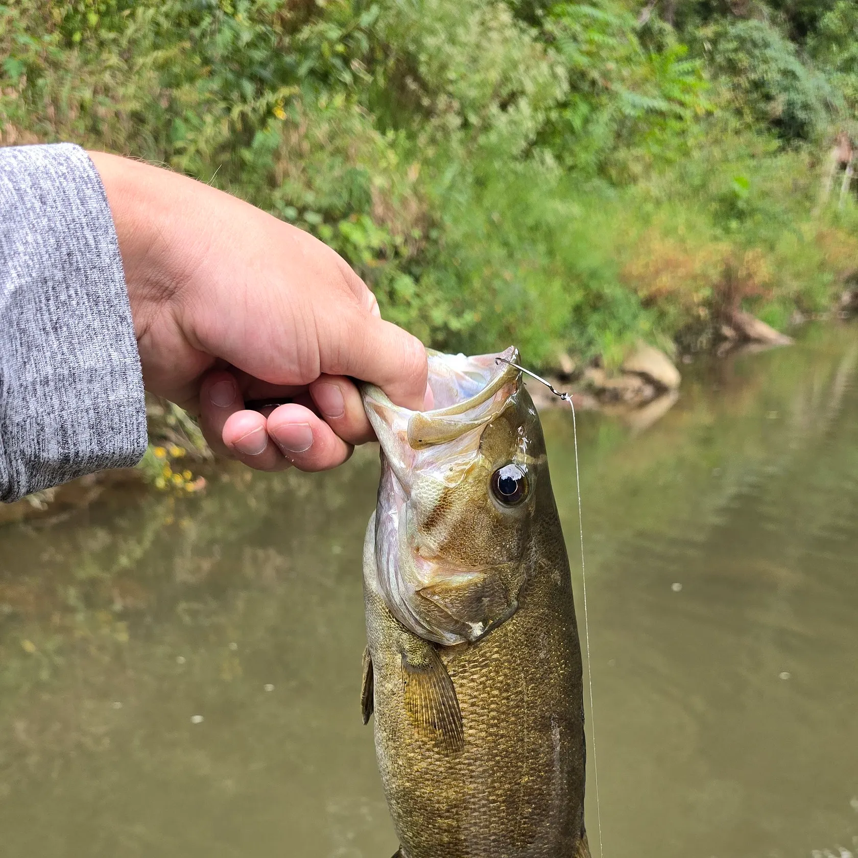 Smallmouth bass caught on Fishbrain