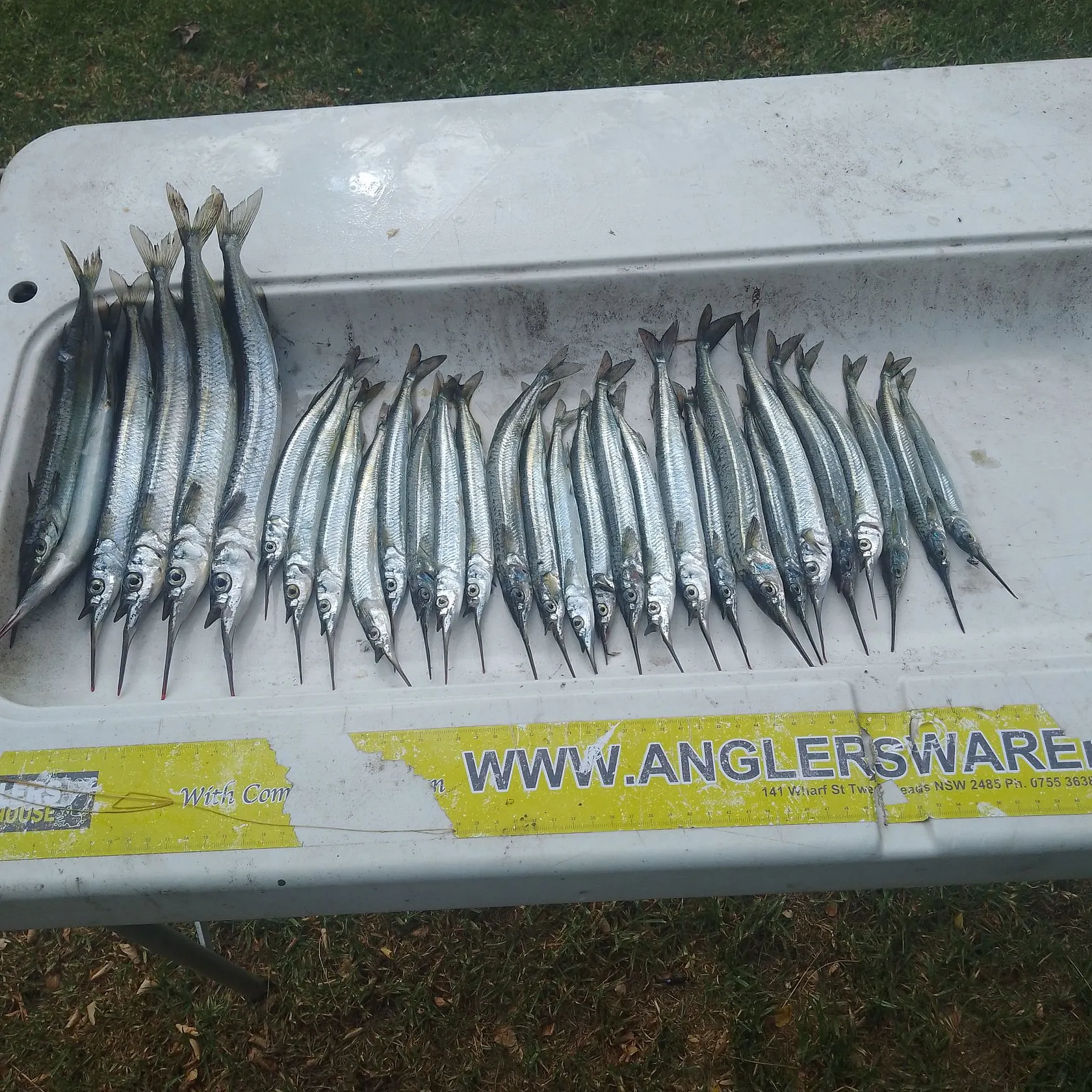 The most popular recent Eastern sea garfish catch on Fishbrain
