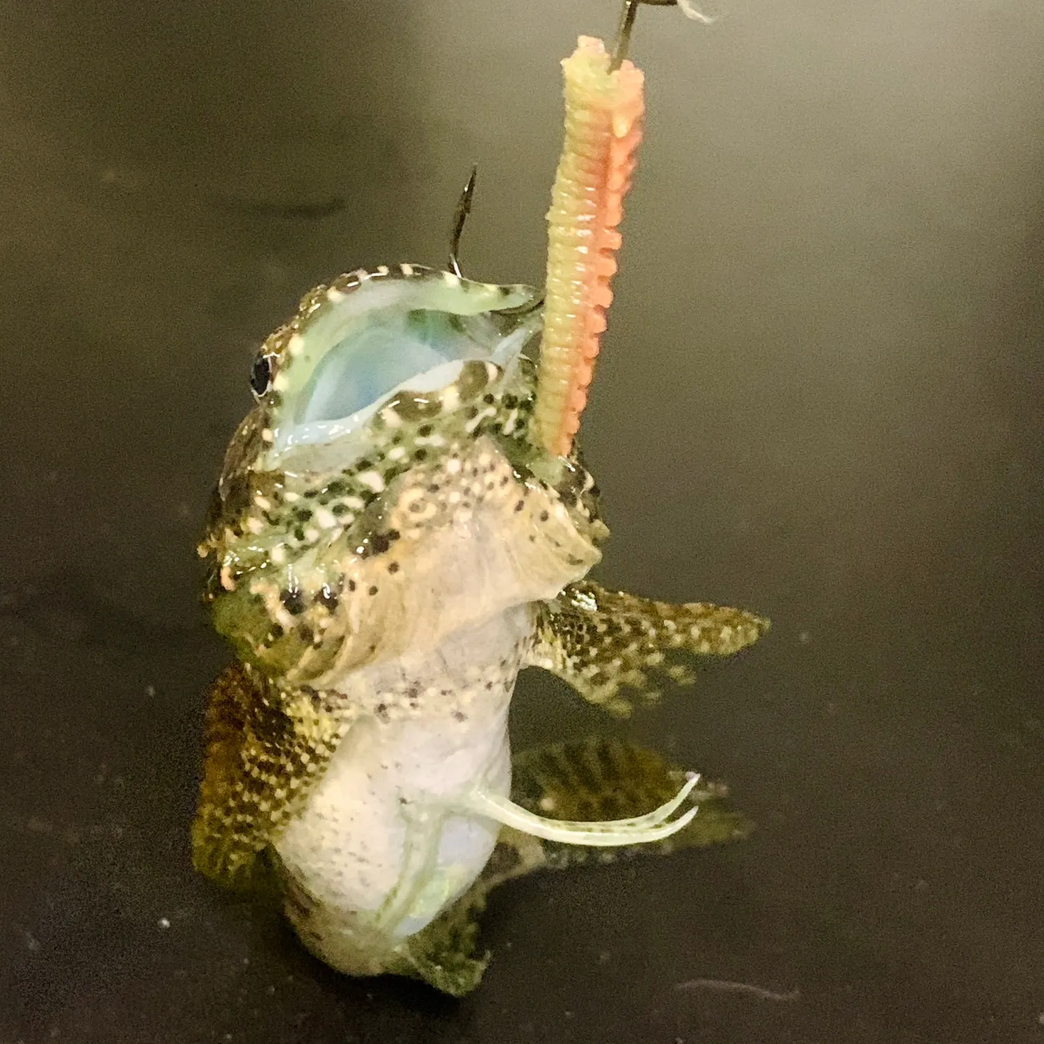 The most recent Woolly sculpin catches on Fishbrain