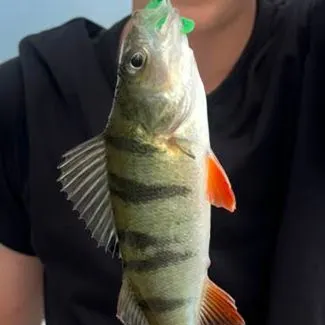 European perch caught on Fishbrain