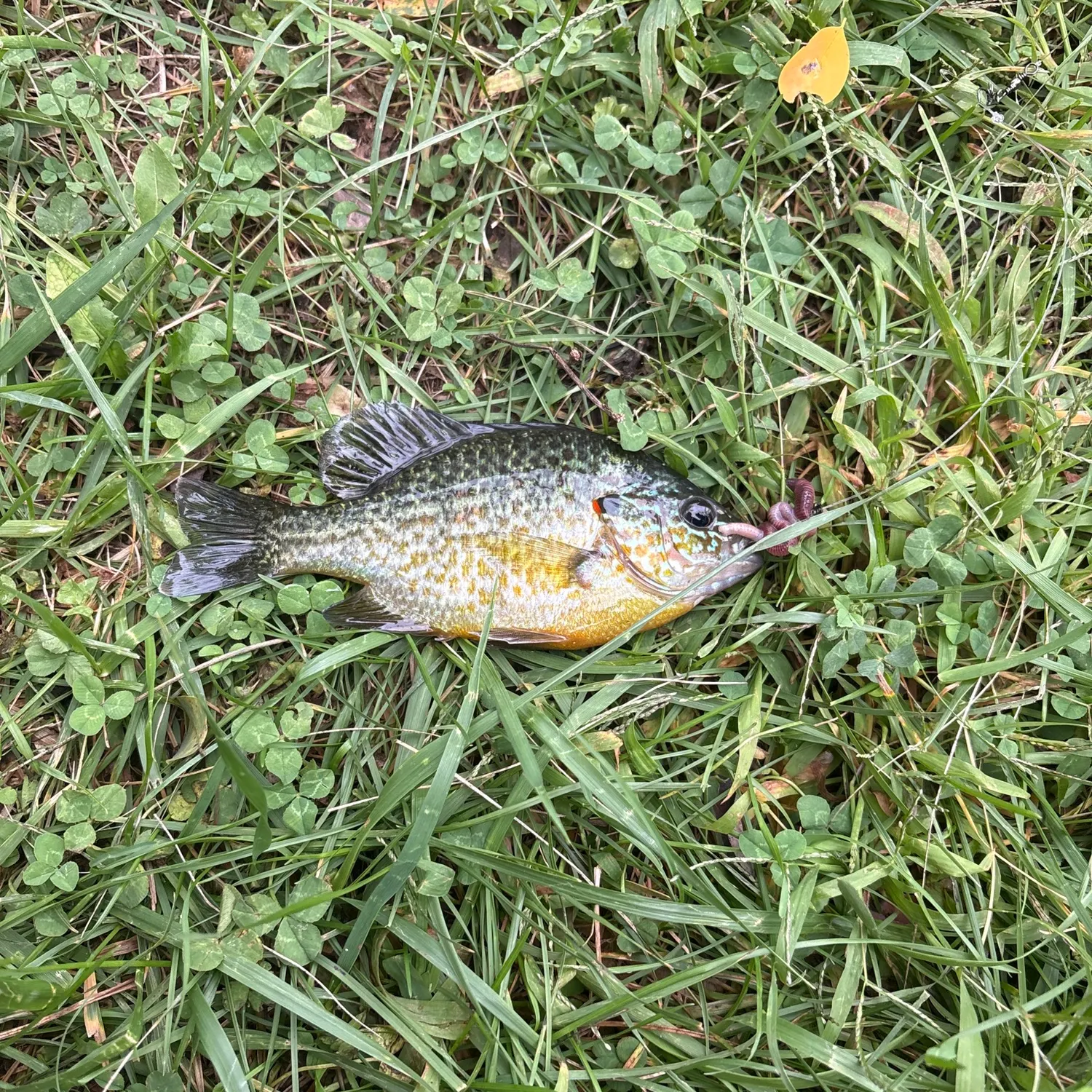 Pumpkinseed caught on Fishbrain