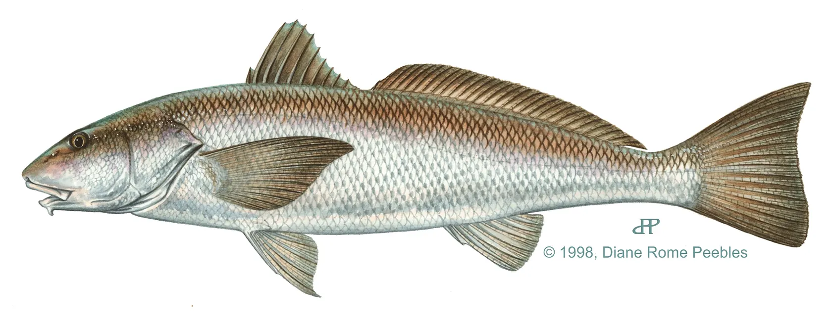 California corbina