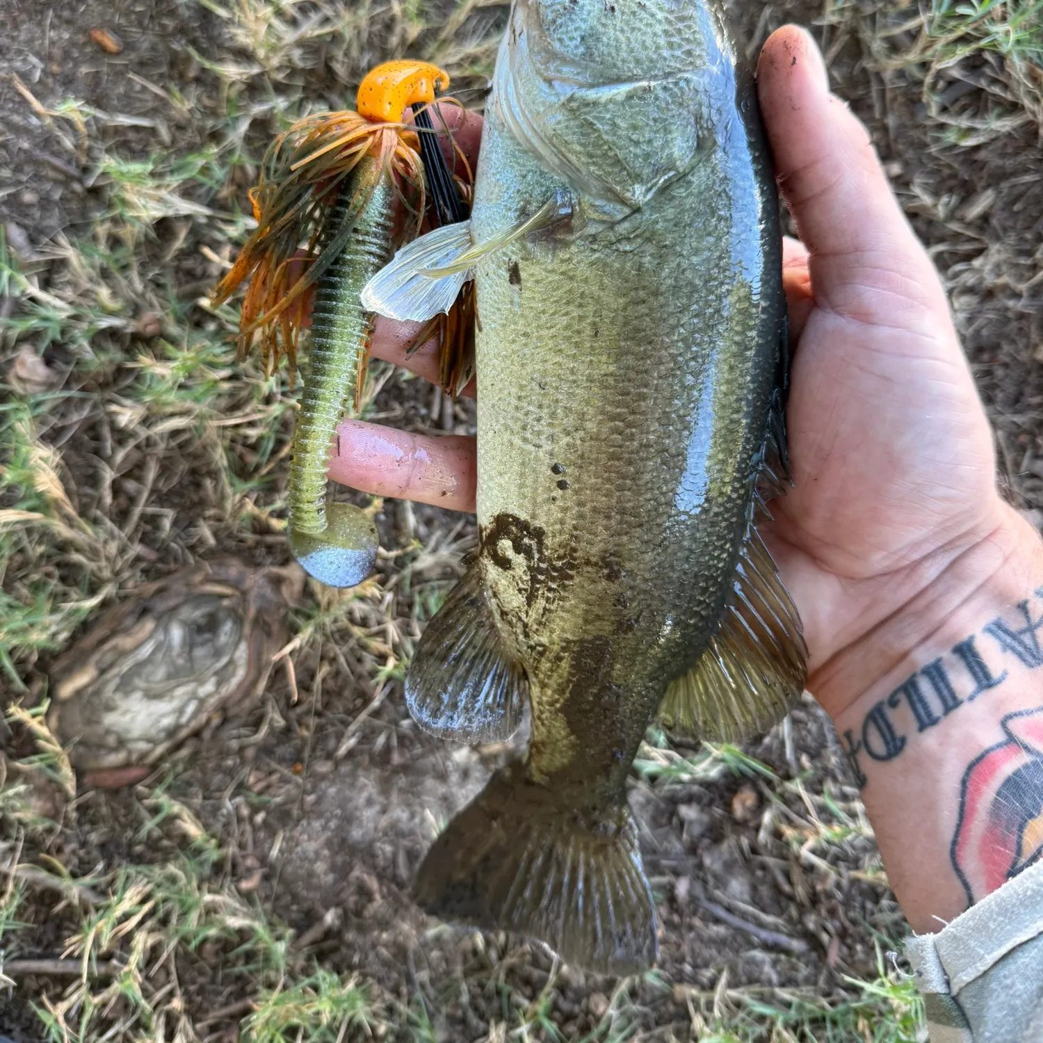 Largemouth bass caught on Fishbrain