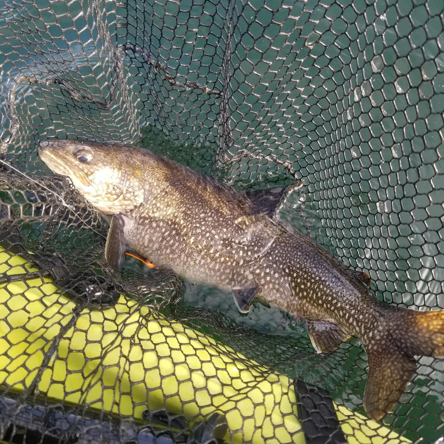 Lake char caught on Fishbrain