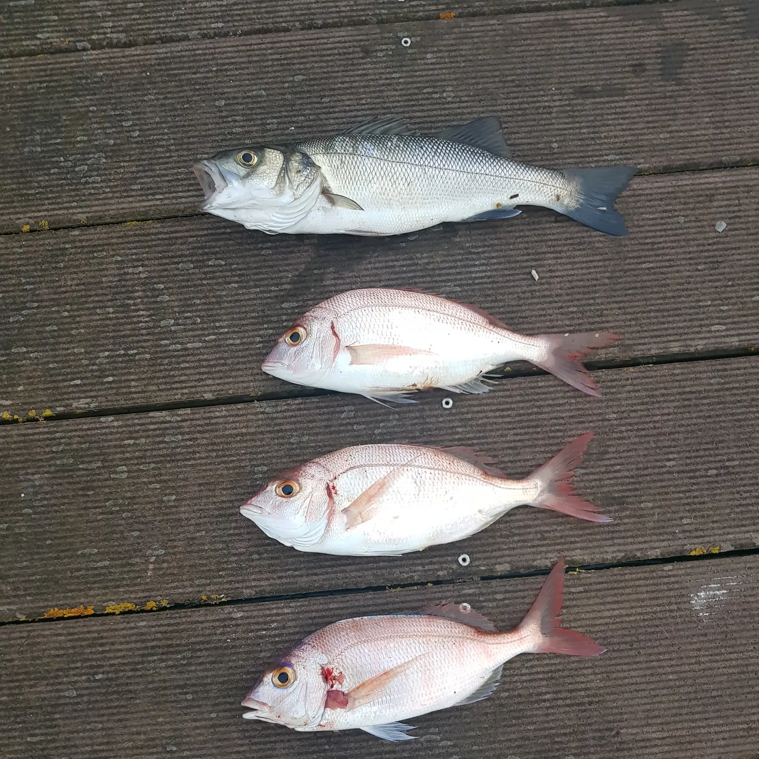 recently logged catches