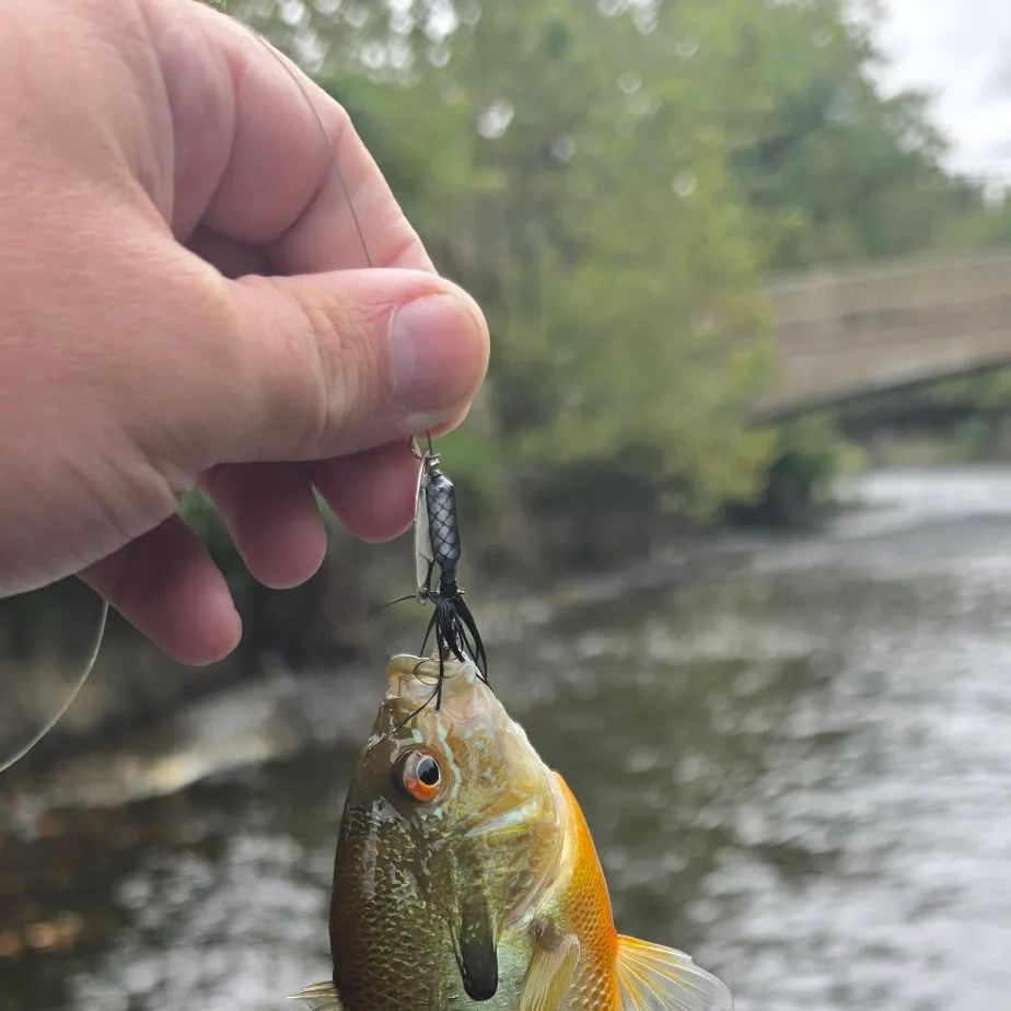 Redbreast sunfish caught on Fishbrain
