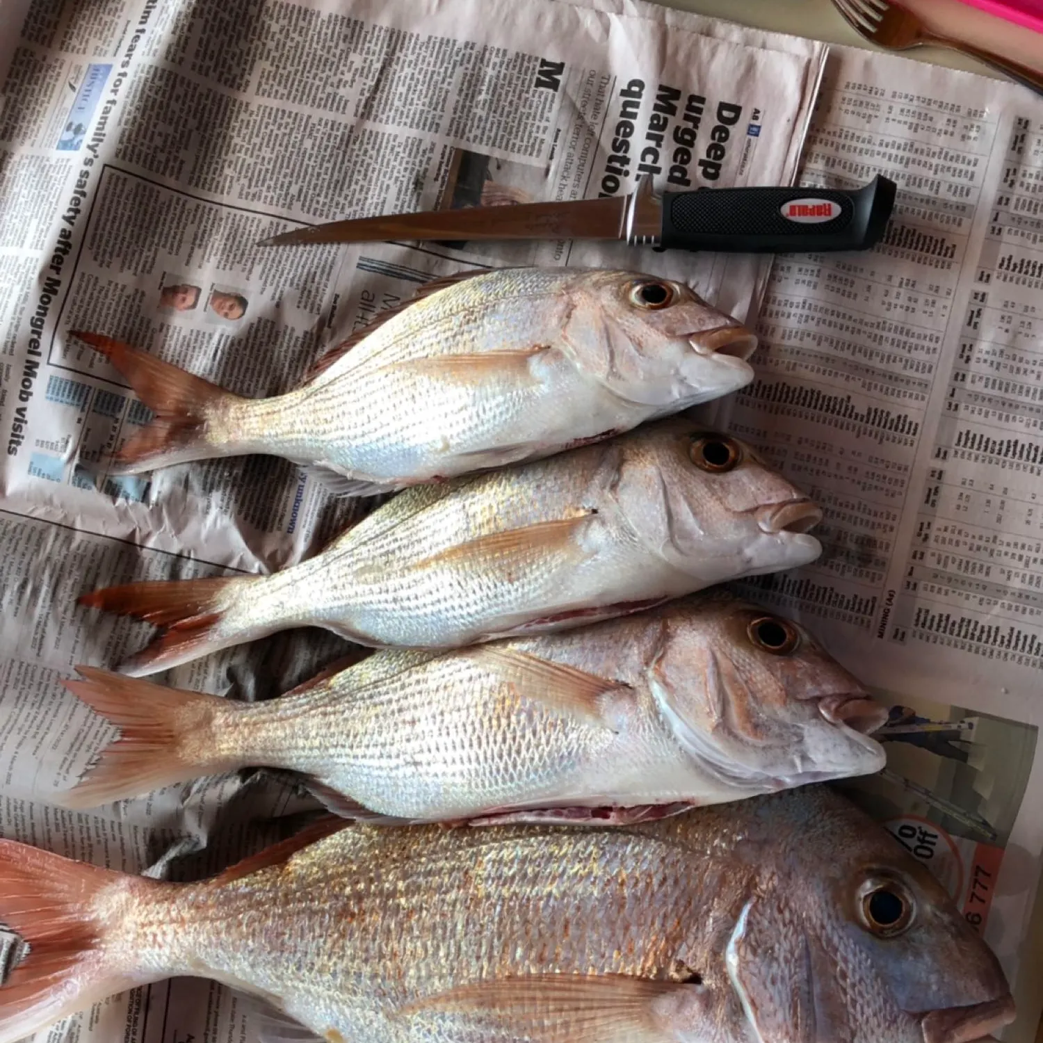 recently logged catches