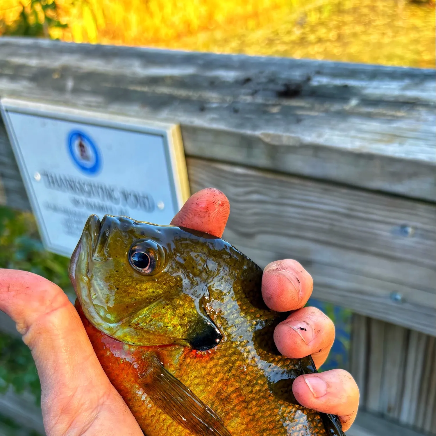 Bluegill caught on Fishbrain