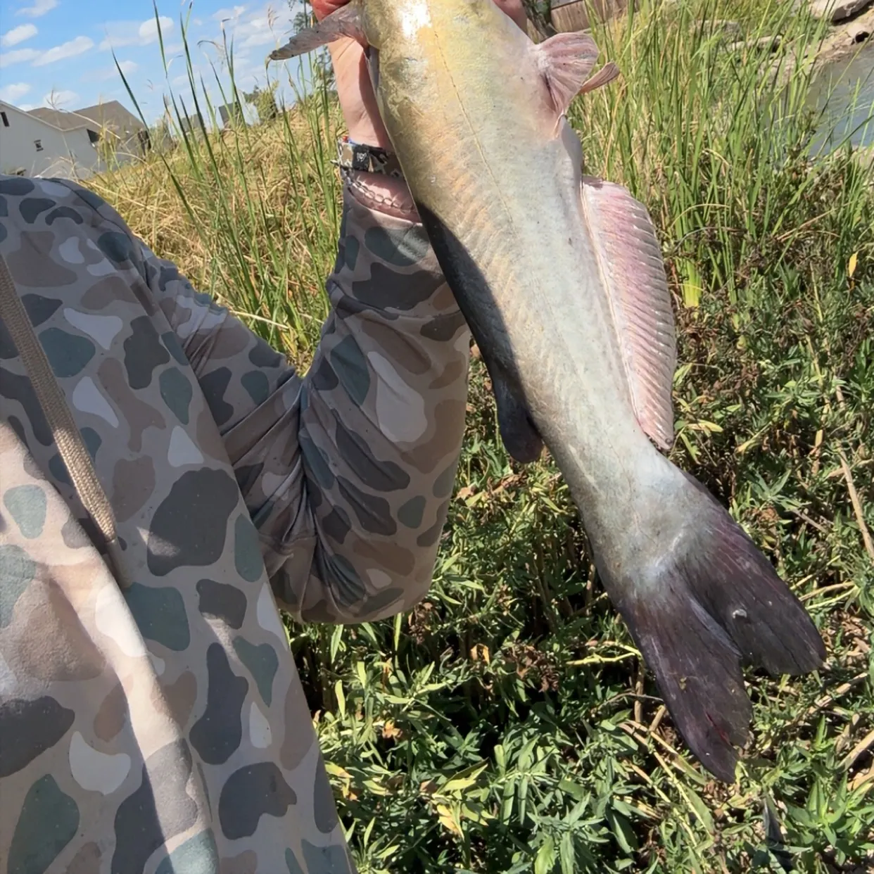 Channel catfish caught on Fishbrain